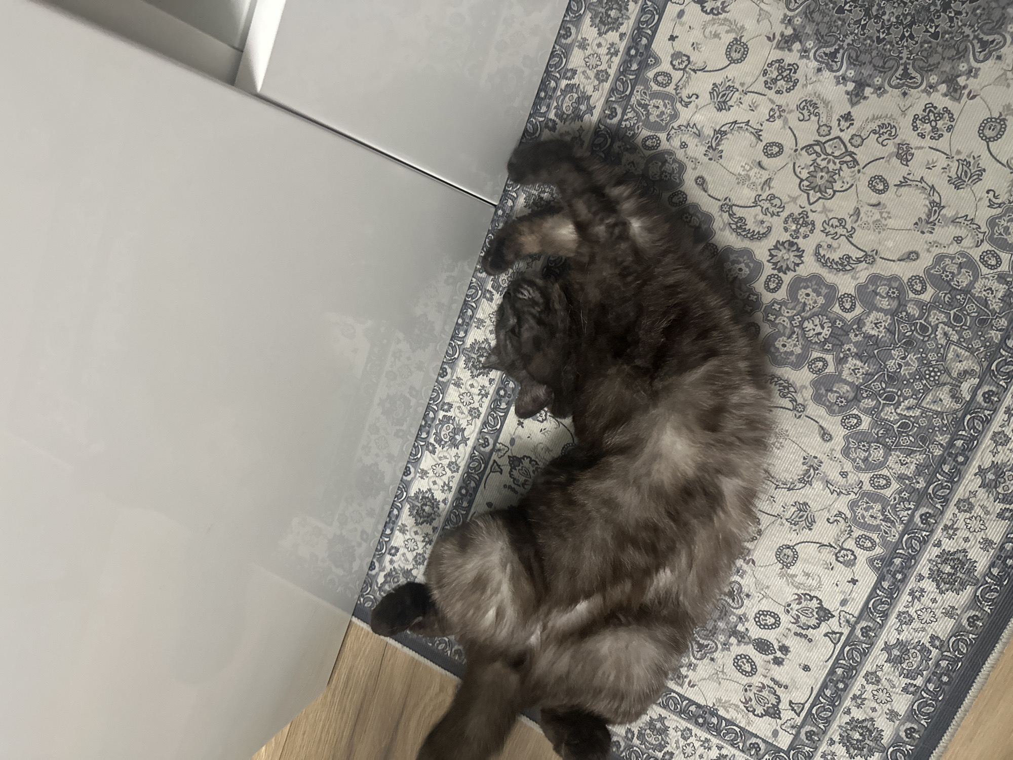 A tortoiseshell cat lies on its back on a patterned rug. The rug has a white background with a blue floral pattern. The cat is mostly dark brown with some lighter patches. Its eyes are closed, and its paws are in the air. The cat is in the middle of the frame, with the rug extending to the bottom edge. The top of the image shows a light-colored, reflective surface, possibly a cabinet or countertop, with some indistinct reflections. The floor to the left of the rug appears to be wood. There is no visible indication of the city of Andernach, Germany, or any other specific location.