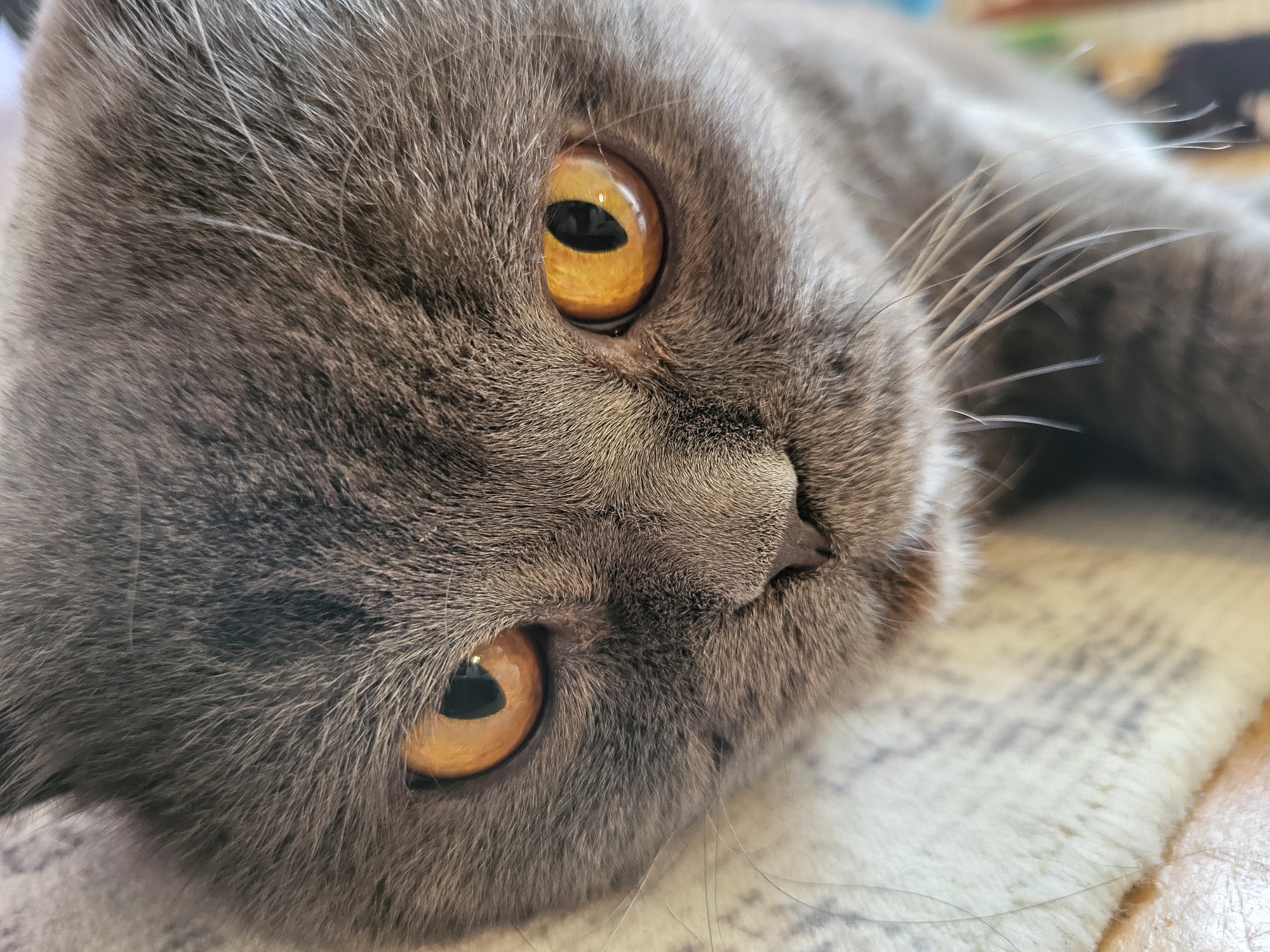 The media file is a close-up, eye-level, medium shot of a gray cat. The cat is lying on its side with its head tilted upwards. Its fur is short and appears soft. The cat has large, round, amber-colored eyes with vertical pupils. The eyes are the most prominent feature, drawing the viewer's attention. The cat's whiskers are long and thin, fanned out around its muzzle. Its nose is small and dark. The background is blurred, suggesting shallow depth of field, but appears to be a light-colored surface with a textured pattern, possibly a blanket or rug. The lighting is soft and appears to be coming from the right, illuminating the cat's face and highlighting the texture of its fur and the glossiness of its eyes. The overall impression is one of calm and curiosity. There is no visible text in the image.
