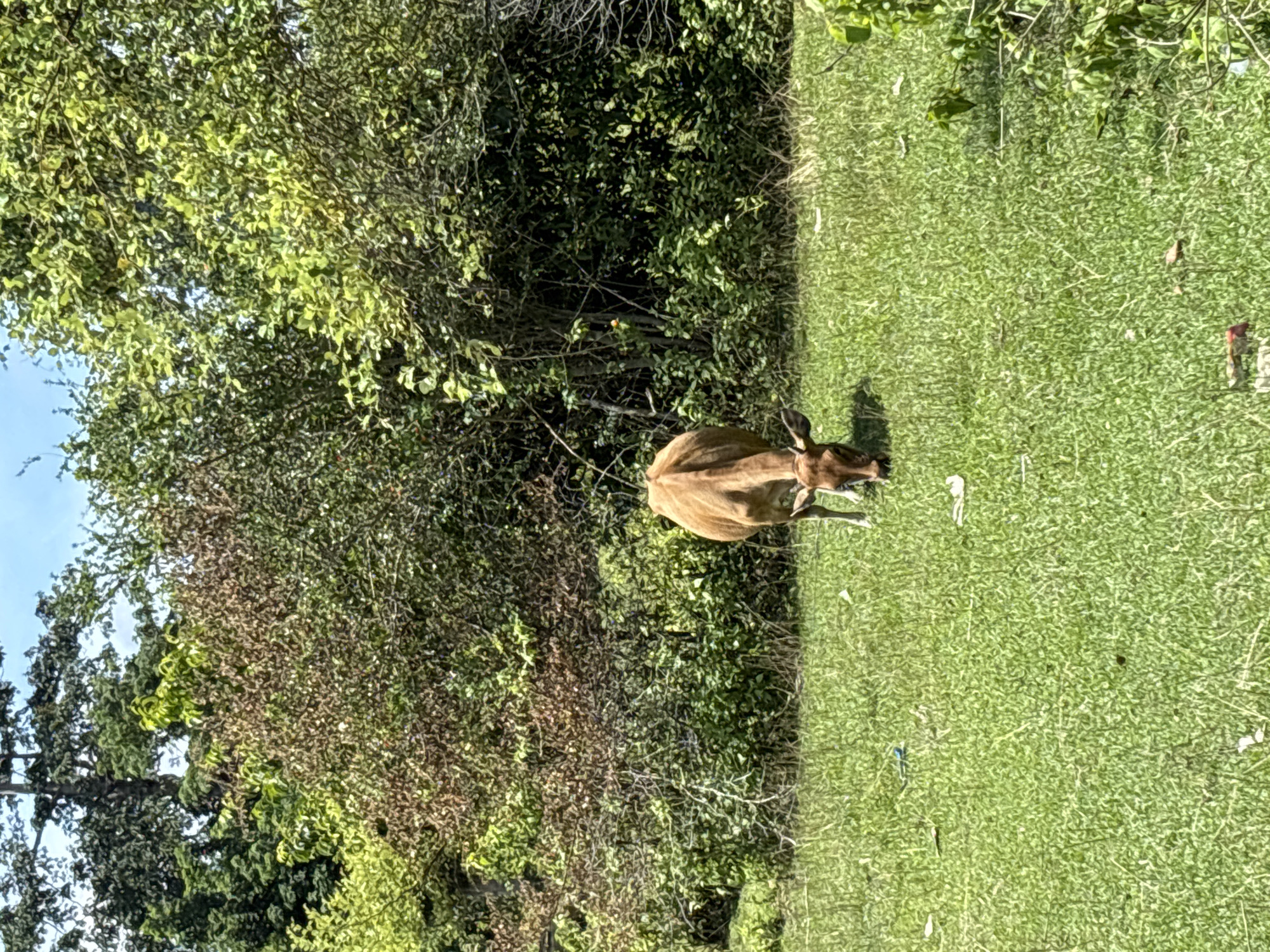 The scene depicts a deer grazing on a grassy area. The location is in Ungasan, Indonesia. Lush green foliage and trees surround the deer. The environment appears to be outdoors during daylight hours.