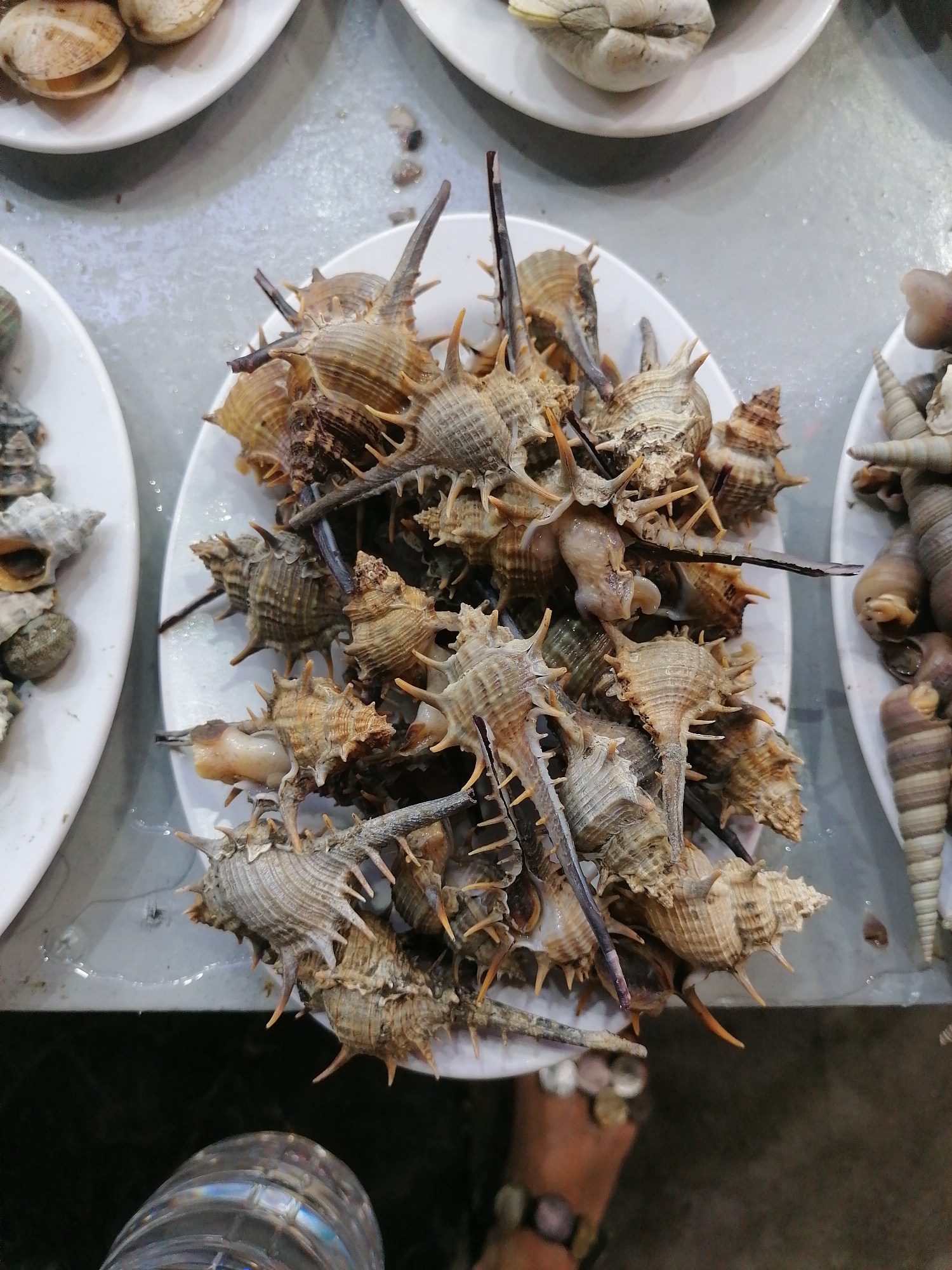 This close-up shot captures an abundant display of various fresh shellfish, likely presented for sale or consumption at a market or restaurant in Bai Chay Ward, Vietnam.
The central and most prominent feature is a white ceramic plate overflowing with numerous spiky sea snails. These snails, possibly a type of murex, exhibit shells with distinctive sharp spines and ridges, varying in size and earthy brown to grey tones. Some snails show glimpses of their soft, pale bodies extending slightly from their shells.
Around this central plate, other white dishes are visible, showcasing different types of marine life. To the top-left, a plate holds several pale, oval-shaped clams or bivalves. On the upper right, another plate contains an assortment of more conical and elongated sea snails, distinguished by their spiraled forms. A further plate, partially seen on the far right, displays additional varieties of spiraled, slender snails.
The plates rest on a light grey, slightly textured surface that appears damp, hinting at the freshness of the seafood or recent washing. In the bottom right corner, a person's lower leg and foot are partially visible, adorned with an anklet featuring multiple round, dark beads or charms. A clear plastic bottle can also be seen at the very bottom of the frame. The lighting is bright and even, illuminating the textures and details of the shells. The scene conveys a sense of rich marine offerings common in coastal regions, with no discernible text or explicit human activity beyond the display.