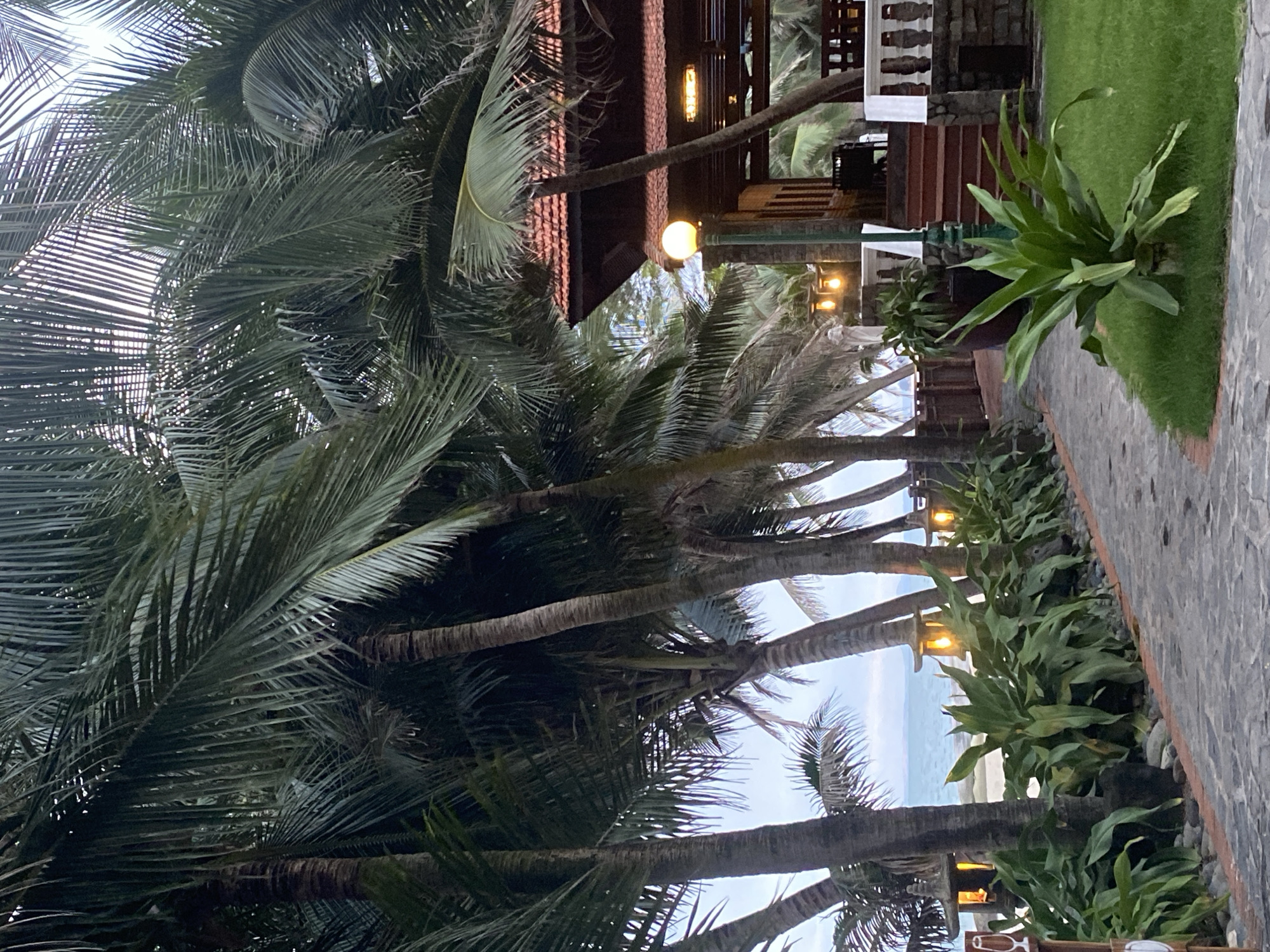 The image captures a scene in Phu Thuy Ward, Vietnam, showing a row of palm trees along a path near the coast. The view includes buildings, a grassy area, and a stone path with lighting fixtures. The sky is visible through the palm trees, with the ocean in the distance.
