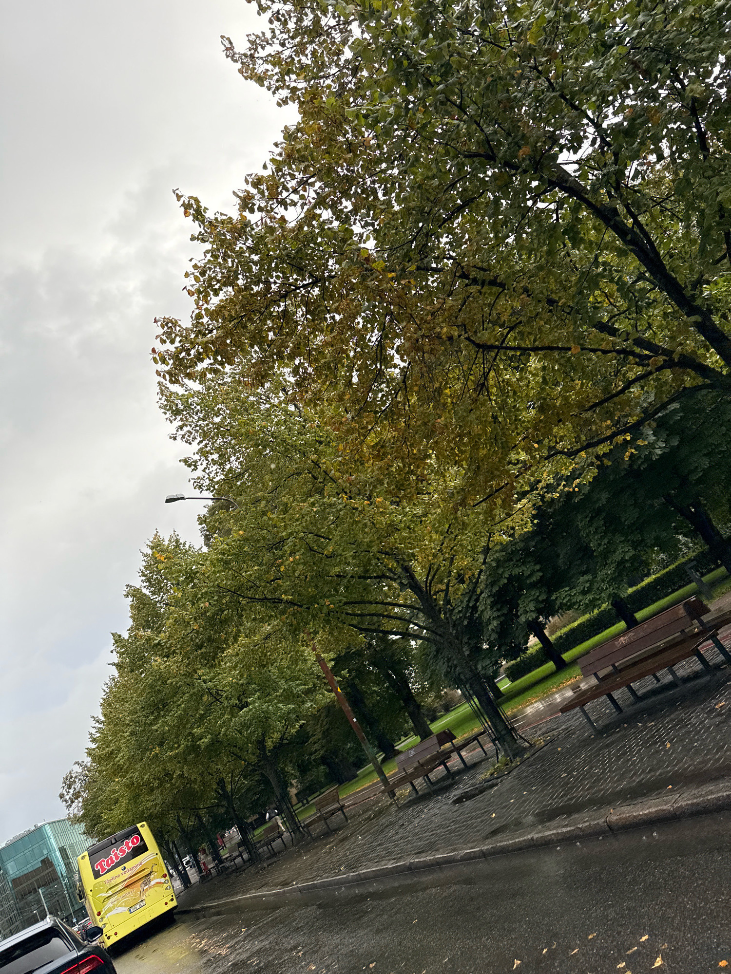 The image depicts a street scene in Tallinn, Estonia, with a focus on trees lining a sidewalk and a wet asphalt road. The trees are in autumn foliage, displaying a mix of green and yellow leaves. A yellow bus with "Taisto" branding is parked on the left side of the road. Several park benches are visible along the sidewalk, some appearing wet from rain. The sky is overcast and cloudy. In the background, a modern building with glass windows can be seen. The ground is paved with cobblestones and asphalt, and there are fallen leaves scattered on the wet surfaces. There are no visible people actively engaged in interactions. The overall atmosphere suggests a damp, autumnal day in an urban park or street setting.