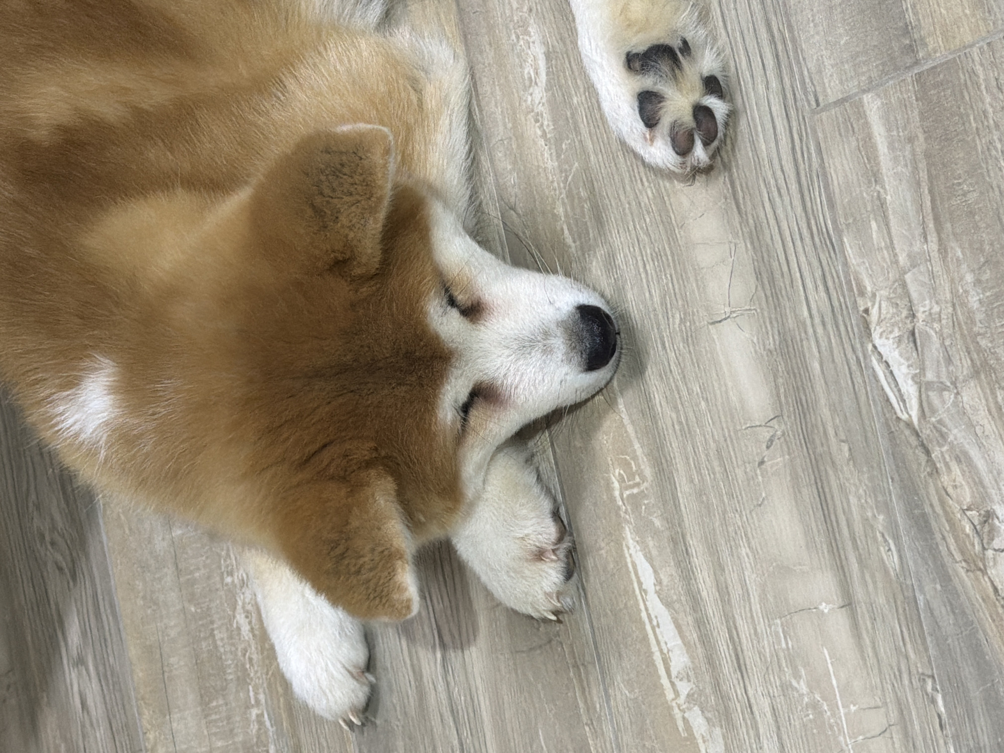 A brown and white Akita dog is lying on a gray, wood-patterned floor. The dog's head is in the upper left corner of the image, and its paws are crossed in front of it. The dog's eyes are closed. One paw is visible in the upper right corner of the image. The floor has a wood grain pattern. The image was taken from an overhead perspective. There is no evidence of the location being Chaikovsky, Russia.