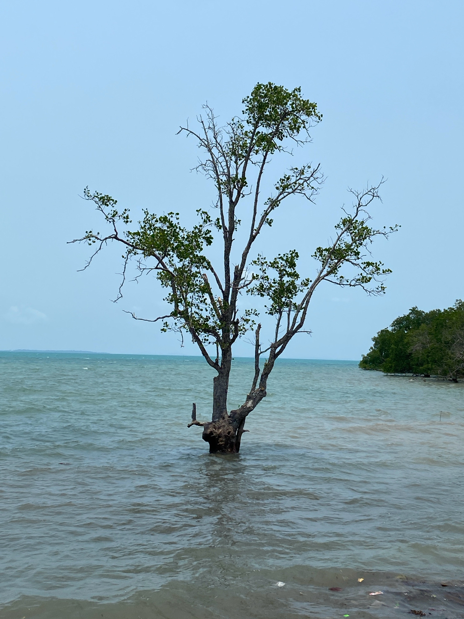 The image depicts a solitary, weathered tree growing in the shallow waters of a sea or bay, with its base submerged. The tree has a gnarled trunk and branches, some bare and others with sparse green leaves. The water is a muted greenish-blue, with gentle ripples, and a slightly darker area of shallow water is visible near the foreground where debris is floating. In the background, a line of dense green trees forms a coastline or island. The sky is overcast, with a pale blue-grey hue. The overall scene suggests a natural, somewhat rugged coastal environment. This scene is located in the waters adjacent to Tanjung Pinang, Indonesia, a city known for its coastal landscapes and proximity to the sea.