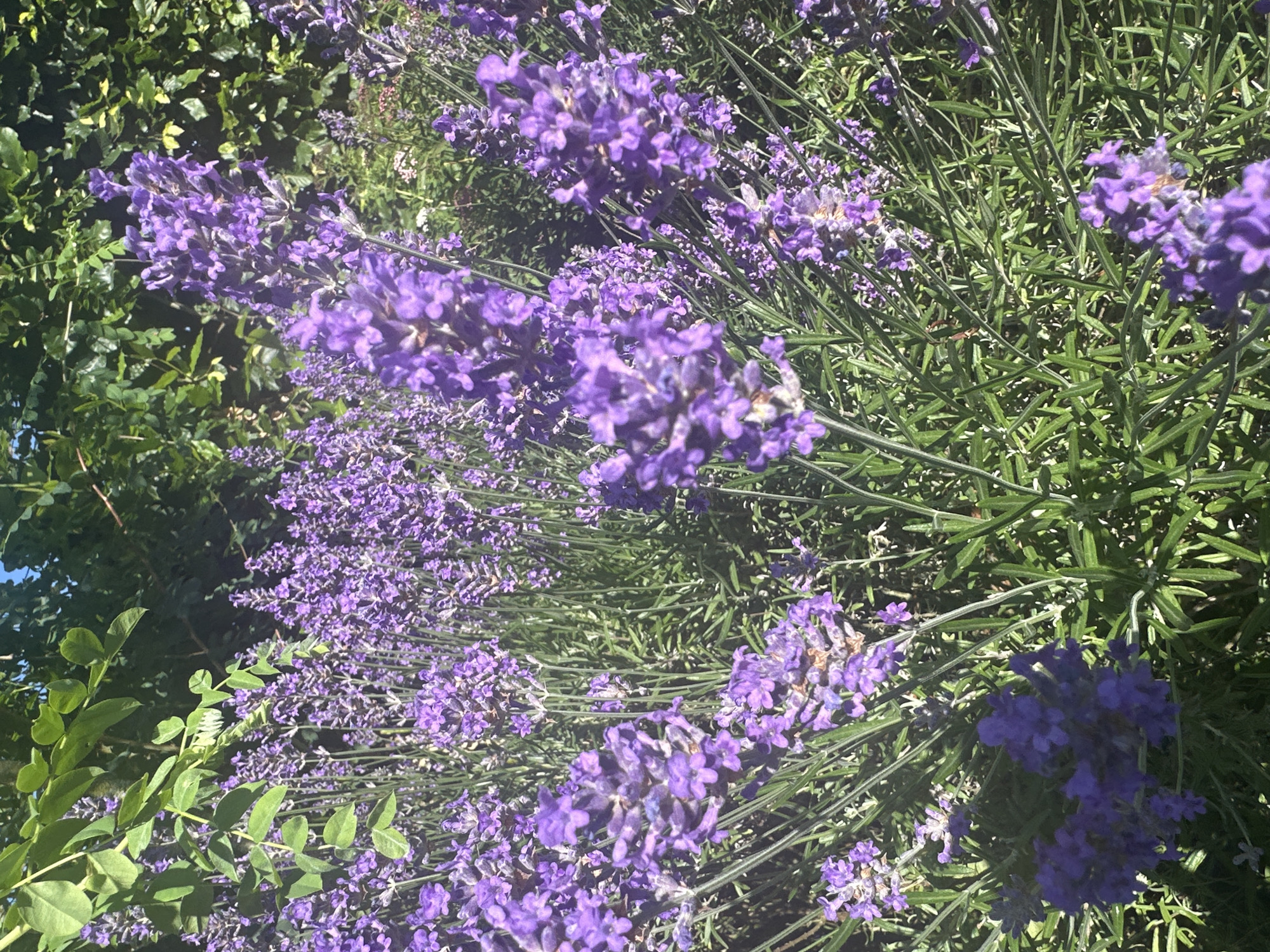 A close-up, low-angle shot captures a dense field of vibrant purple lavender flowers. The blooms are in various stages of development, with some appearing fully open and others still in bud. The stems of the lavender are thin and green, creating a textured backdrop for the flowers. In the background, lush green foliage and leaves from trees and other plants are visible, suggesting an outdoor garden setting bathed in bright sunlight. A hint of blue sky can be seen peeking through the greenery at the top of the image. The scene is likely located in Ossenzijl, Netherlands, given the prevalence of lavender cultivation in the region. There are no people or animals visible in the image.