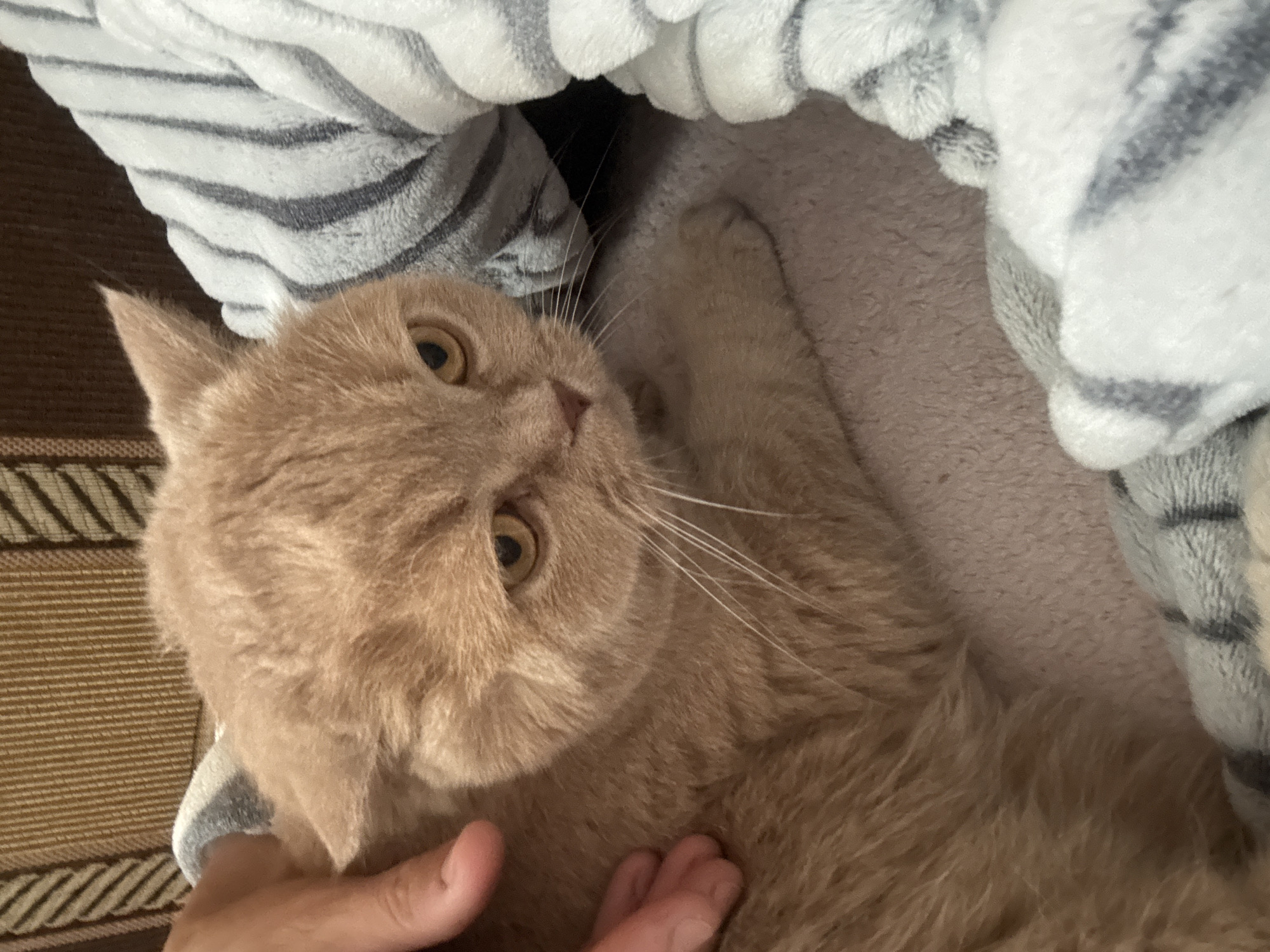 A close-up shot shows a light orange domestic cat with yellow eyes resting on a grey blanket. The cat's fur is thick and fluffy. A human hand is visible on the left side of the image, gently stroking the cat's head. The background consists of a brown striped upholstery and a grey and white striped blanket that is wrapped around the cat. The setting is indoors, in an urban environment.