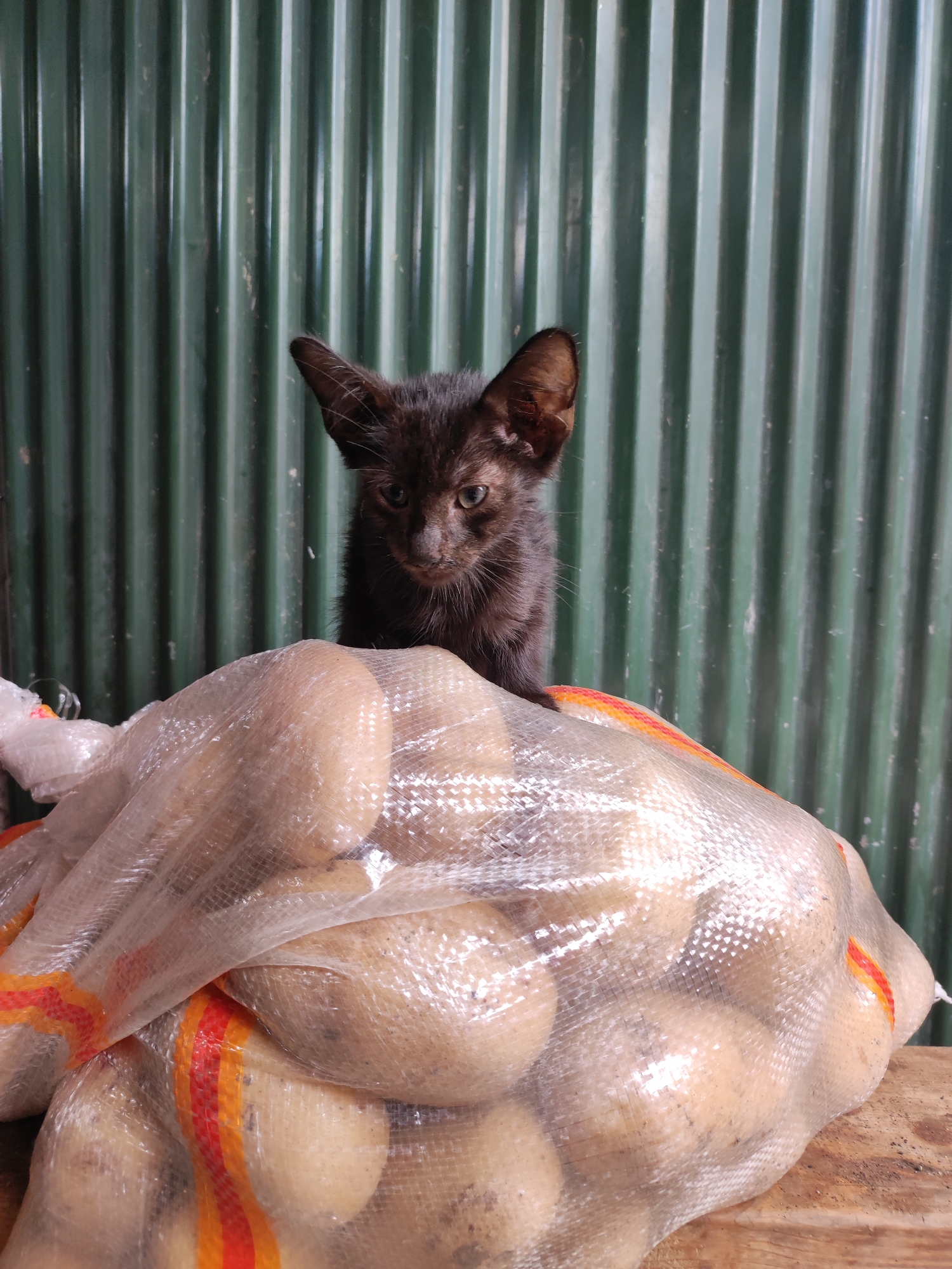 A black kitten with green eyes peeks over a large, netted bag of potatoes. The bag, which has orange and red stripes near its opening, rests on a wooden surface. Behind the bag and kitten, a corrugated green metal wall provides the backdrop. The scene appears to be outdoors, possibly in a market or storage area.