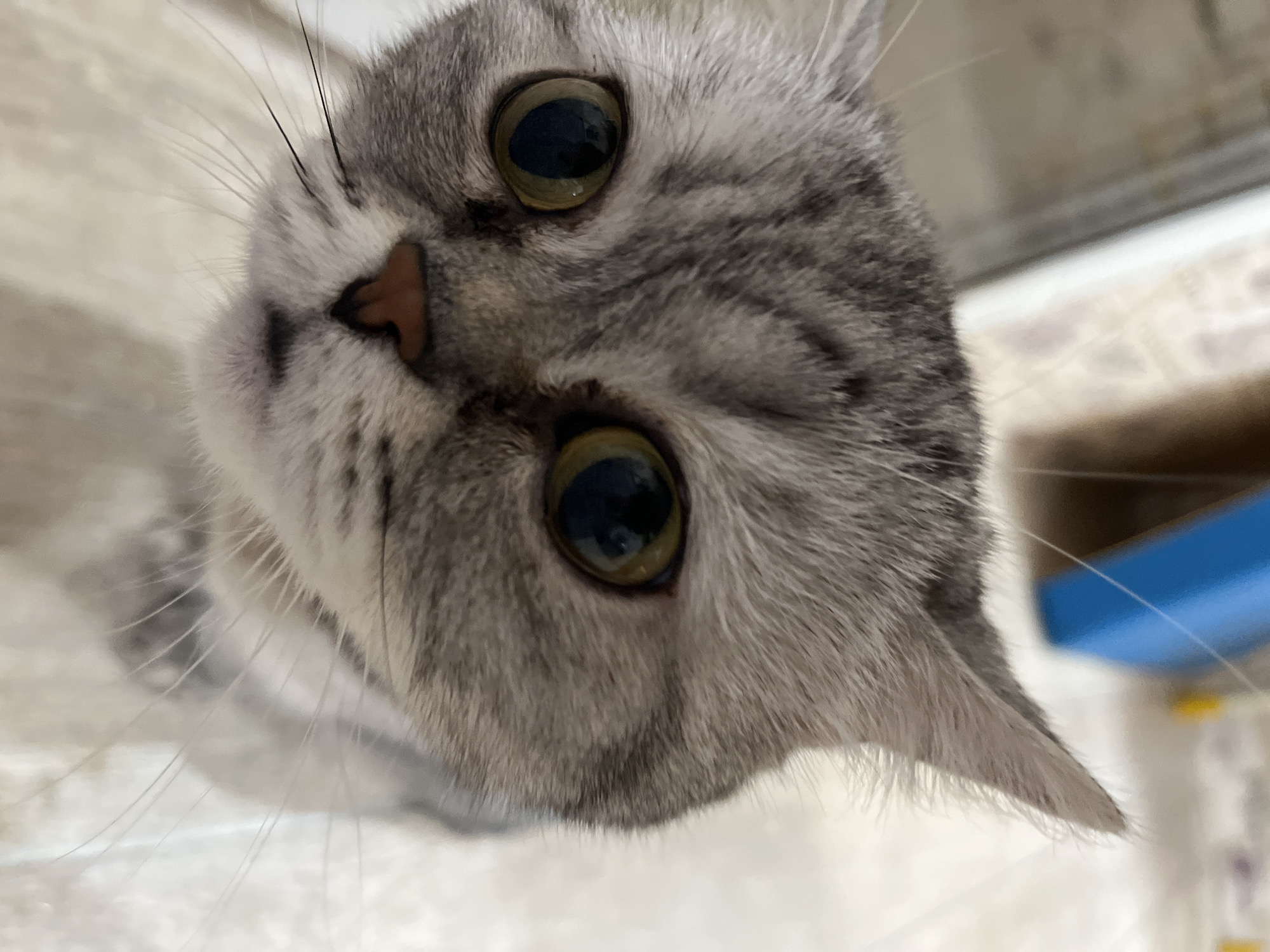 A close-up, tilted view of a grey tabby cat's face. The cat's eyes are large and round with a dark pupil and greenish-yellow iris. The nose is triangular and pinkish-brown. The cat's fur is a mix of grey and white. The image appears to have been taken indoors. There is no information available in the image to identify the location as Chaikovsky, Russia or any other city.