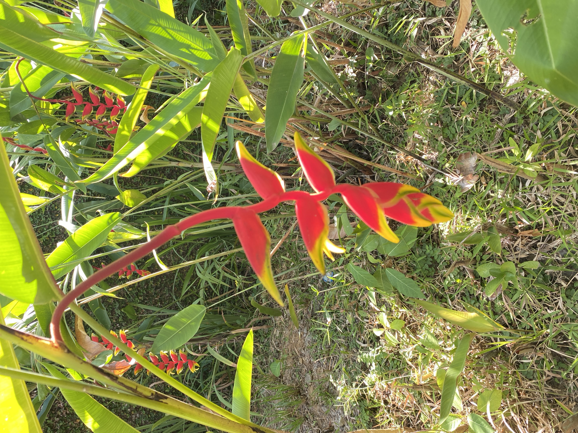 The image displays a cluster of vibrant red and yellow heliconia flowers, commonly known as "lobster claws," set against a backdrop of lush green foliage and dappled sunlight. The flowers hang from a thick, red stem, with individual blooms resembling a lobster's claw, featuring red bracts tipped with yellow. The surrounding leaves are large, broad, and a deep green, some catching the sunlight and appearing almost translucent. The ground below is covered with dry grasses, scattered leaves, and patches of smaller green plants, indicating a natural outdoor setting. The overall impression is one of tropical abundance and natural beauty. This scene is likely found in a garden or park within Kendari, Indonesia, a city known for its tropical climate which supports such diverse and colorful flora.