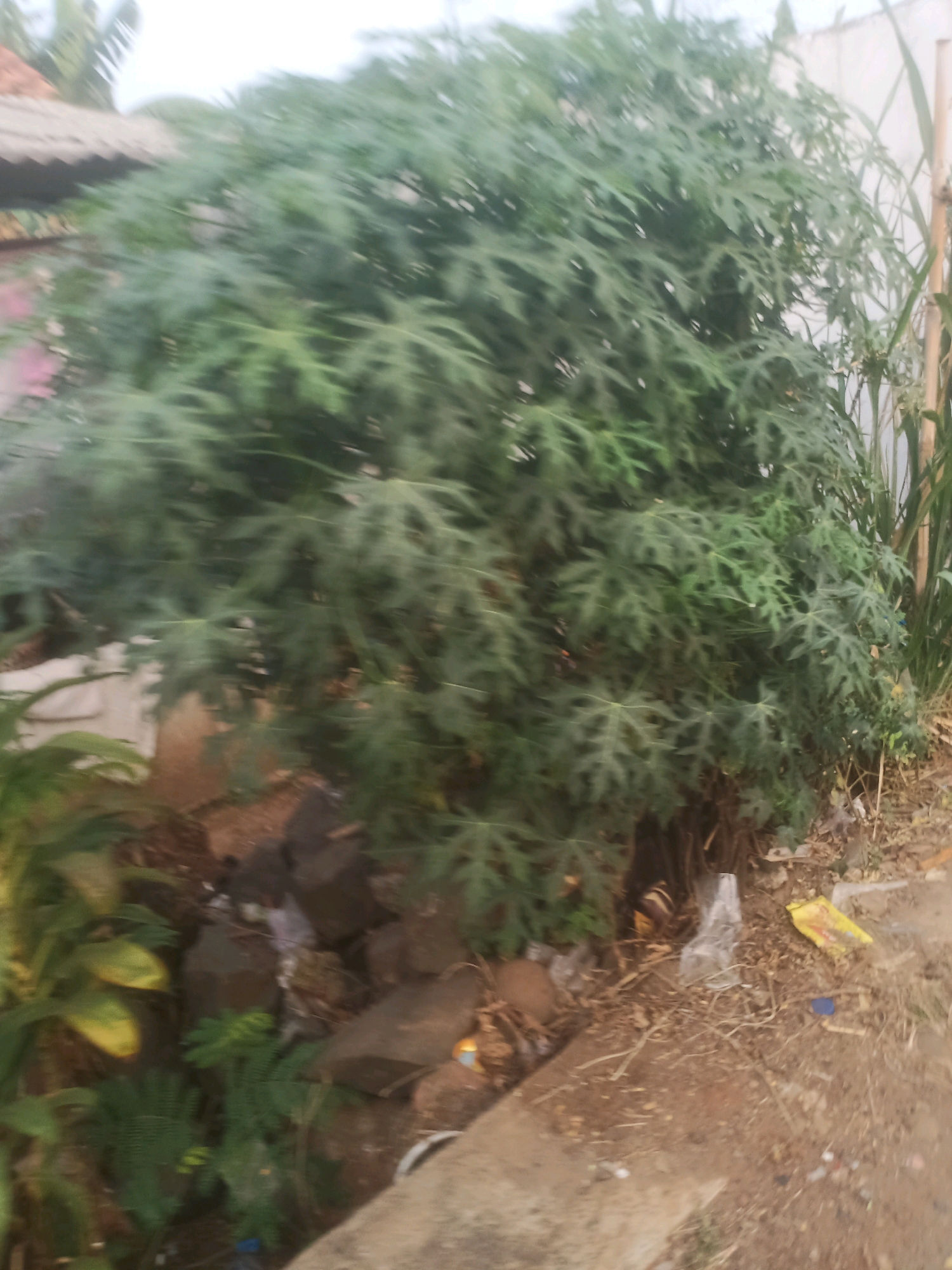 This image depicts an outdoor scene in Ciseeng, Indonesia, featuring a large, leafy green plant, likely a papaya tree, dominating the foreground. The plant's foliage is dense and exhibits deeply lobed leaves. At the base of the plant, the ground is covered with debris, including rocks, dried leaves, and scattered pieces of trash such as plastic bags and a yellow packet. To the right of the plant, a thin stalk of grass or a reed-like plant grows, and beyond it, a textured wall is visible. In the background, a roof structure with a corrugated texture is partially obscured by the plant. The overall environment appears to be an unkempt area, possibly near a residence or a public space where vegetation and refuse are present. The lighting suggests it may be daytime, with diffused light, possibly indicating overcast conditions or early morning/late afternoon. No people are visible in the image.