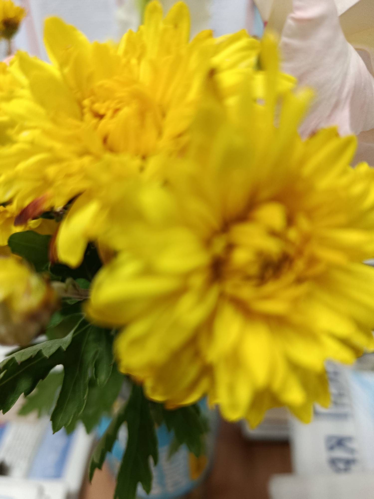 The image is a close-up, slightly out-of-focus photograph of a bouquet of yellow chrysanthemums. The flowers are large and full, with many delicate petals. Some are in sharp focus, while others are blurred, creating a sense of depth. Green leaves are visible beneath the flowers. In the background, out-of-focus elements suggest an indoor setting, possibly with papers or books on a surface. The photograph does not contain any identifiable landmarks or specific details that would indicate its location within the city of Svietlahorsk, Belarus. There are no people or actions depicted in the image.