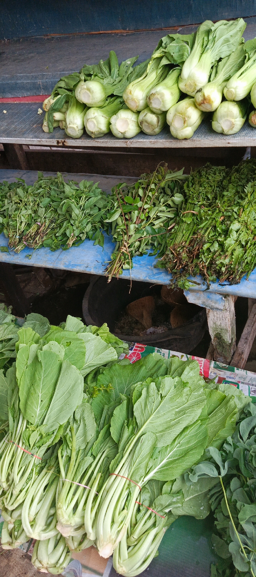 The image shows a close-up, overhead view of a market stall in Garut, Indonesia, filled with various fresh vegetables. In the foreground, several bundles of leafy green vegetables, likely mustard greens or similar, are arranged with their pale green stems bundled together by red rubber bands. Behind these, to the left, are bunches of smaller, darker green leafy herbs, some tied with thin pink string. To the right of these herbs, another large bundle of chopped green vegetables, appearing finely cut, is visible. In the background, on a higher shelf, are rows of baby bok choy with their white bases facing forward. The stall itself appears to be constructed of wood and metal, with a blue-covered surface supporting the vegetables. The overall impression is a vibrant display of fresh produce at a local market.