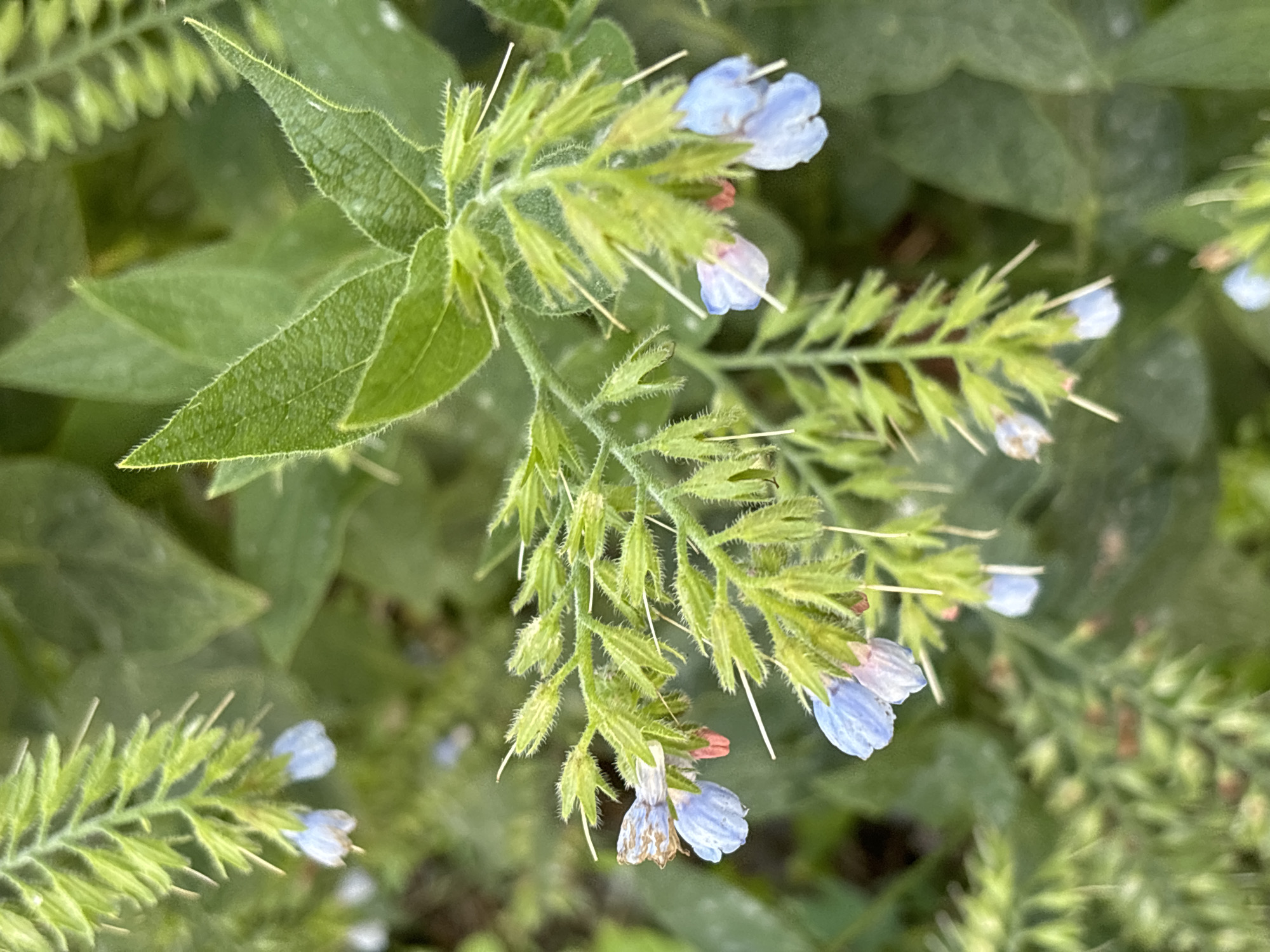The image shows a close-up of a plant with small, light blue flowers and green, spiky leaves. The flowers are clustered on stems, and some of them appear to be partially open or closed. The leaves are elongated and have a fuzzy texture. The background is softly blurred, indicating a shallow depth of field, and consists of more green foliage. The lighting appears to be natural daylight. The scene is outdoors, with no discernible human presence or urban features visible. Therefore, this image cannot be definitively located in Chaikovsky, Russia, as it lacks any specific geographical markers.