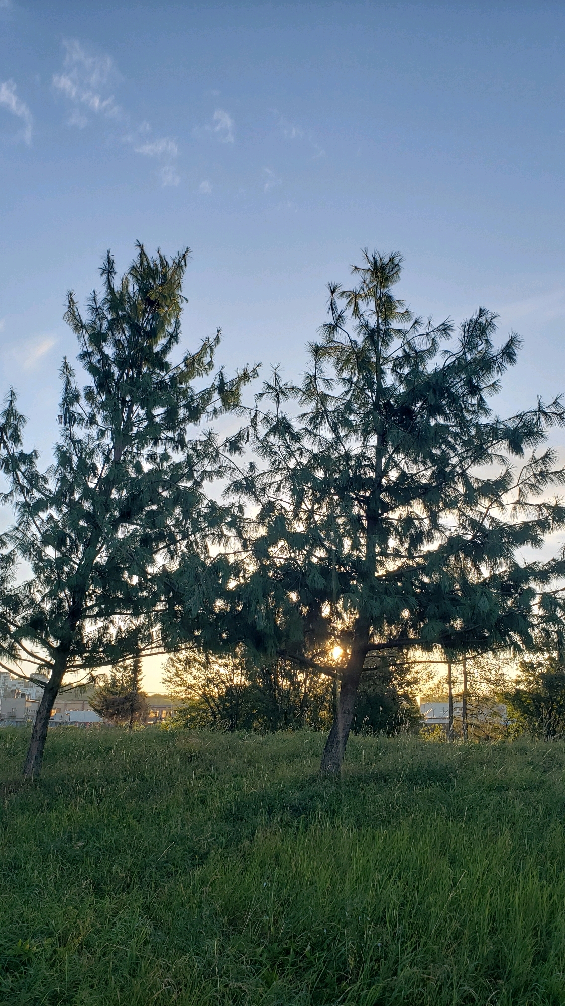 Two pine trees stand in a grassy field in Prešov, Slovakia. The sun is setting, casting a warm glow through the trees and illuminating the sky with streaks of white clouds against a blue backdrop. The field is covered in tall, green grass. In the background, there are glimpses of buildings and more trees. The scene is peaceful and serene.