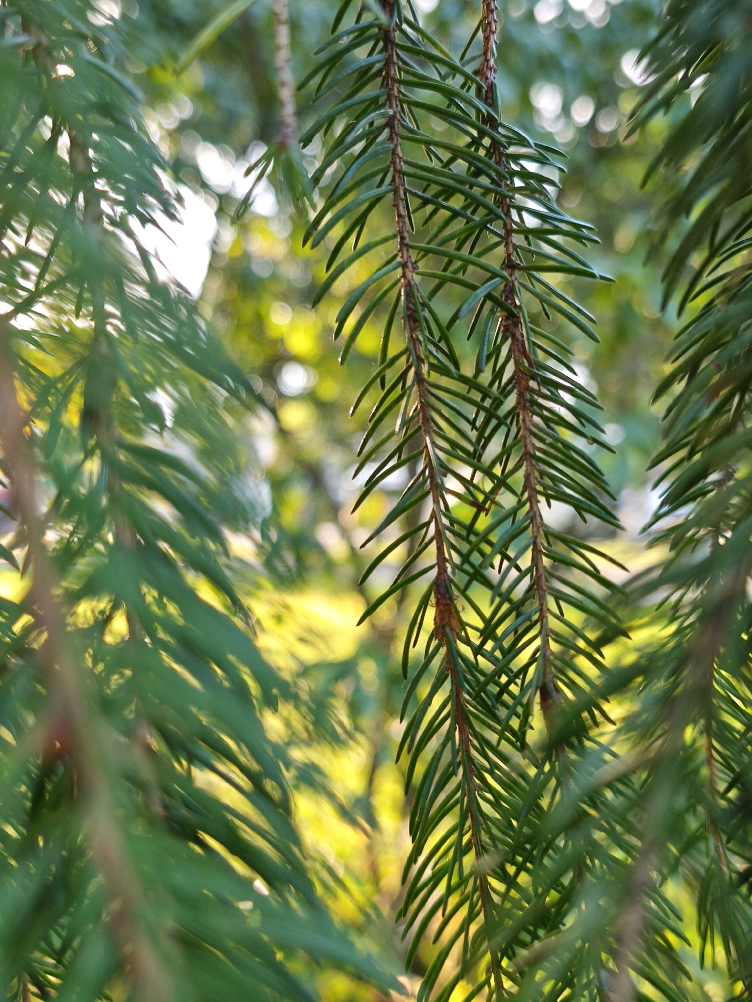 The image is a close-up, shallow depth of field photograph of fir tree branches and needles. The needles are green and sharp, with a visible stem. The background is blurred, with patches of sunlight and green foliage, suggesting an outdoor environment. There are no people or discernible urban elements, nor are there any indicators to place the scene specifically within Mahilyow, Belarus.