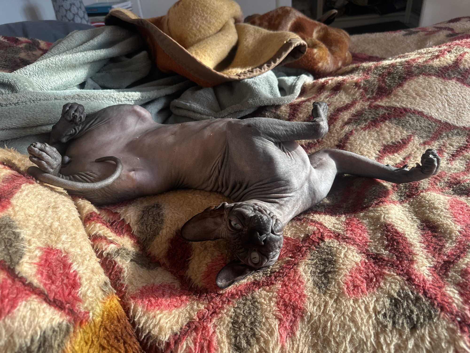 A hairless cat lies on its back on a patterned blanket. The cat's head is facing the viewer, and its paws are outstretched. The blanket has a pattern of red, brown, and beige stripes. Behind the cat is a jumble of blankets and a hat. The scene appears to be indoors, possibly on a bed. There is no indication of the location being Budva, Montenegro in the image.