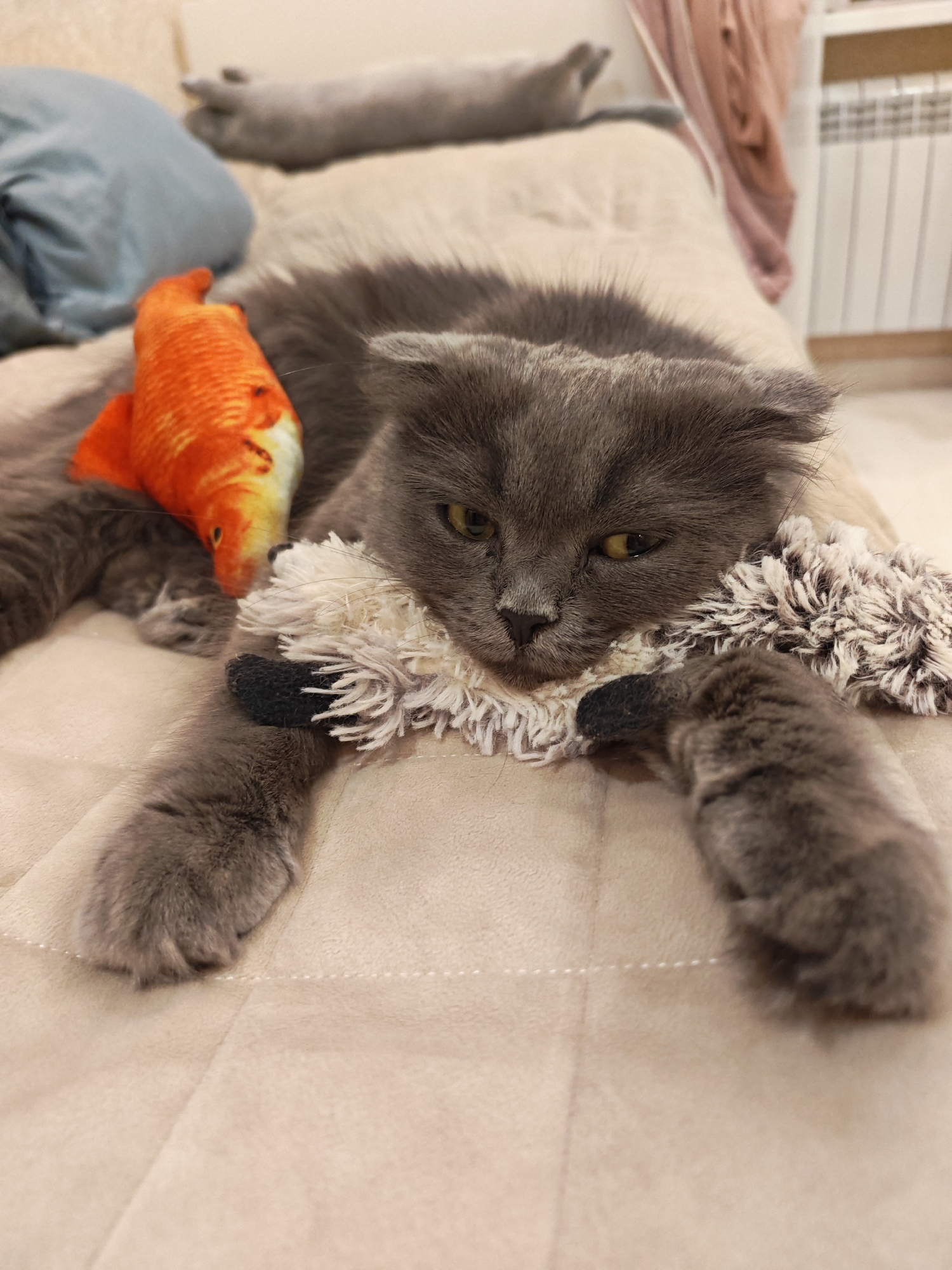 A fluffy grey cat with yellow eyes is lying on its side on a beige blanket. The cat has a toy fish stuffed toy in orange and yellow colors on its back. It is also resting its head on a fuzzy white toy with black accents. In the background, another grey cat is visible, partially obscured by a blue cloth. To the right, a white radiator and a pink garment are visible. The scene is indoors, likely in a bedroom or living room. There is no indication of the location being in the city of Bataysk, Russia.