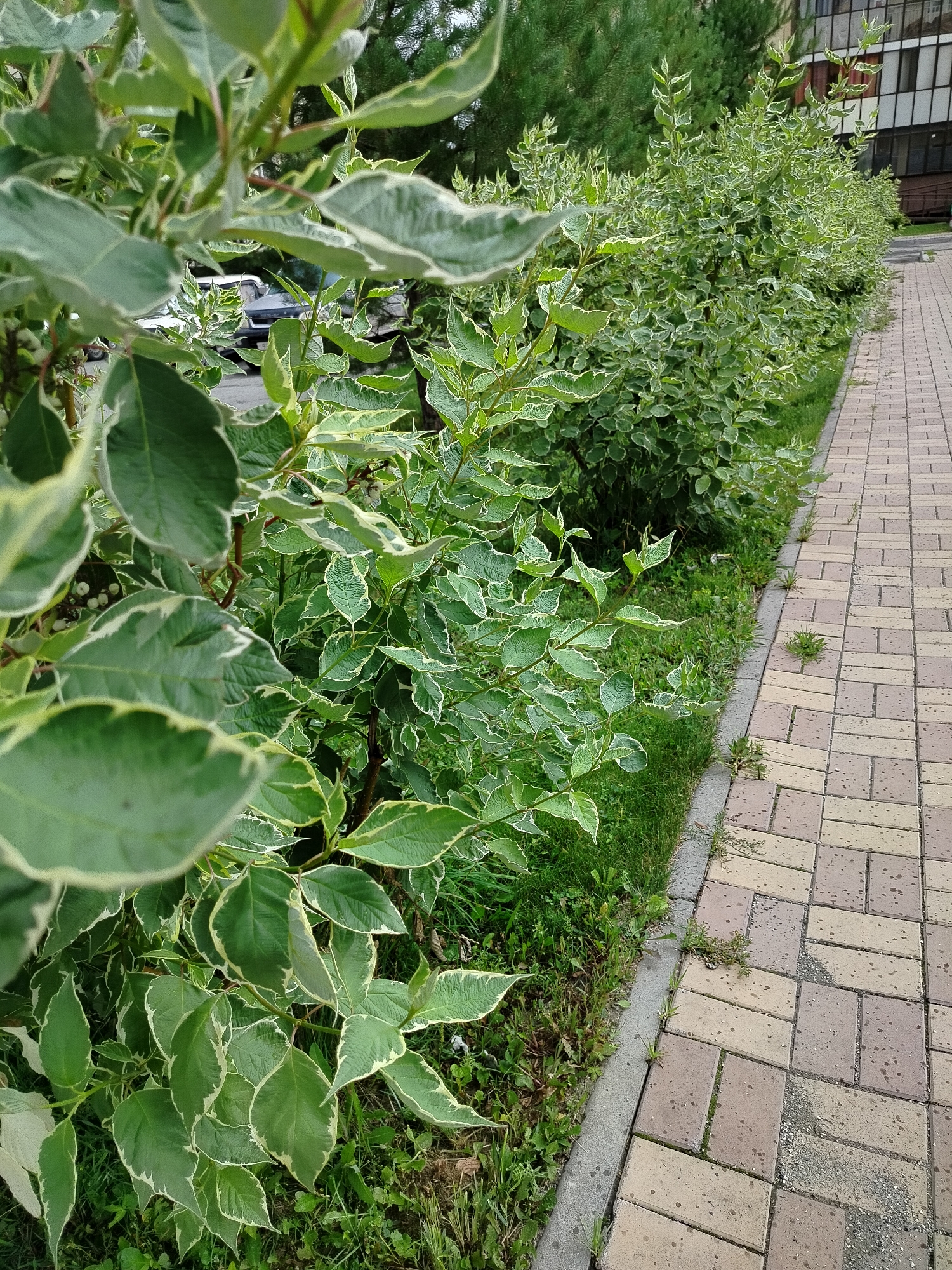 A close-up shot captures the variegated leaves of a bushy plant adjacent to a paved walkway. The leaves are predominantly green with creamy white margins and a pointed tip. Behind the foreground foliage, a dense hedge of similar plants forms a green wall, punctuated by glimpses of a tall evergreen tree and a multi-story building. The walkway is constructed of rectangular interlocking pavers in shades of beige and brown, showing some signs of wear and tear, with sparse weeds growing in the cracks. The overall scene is outdoors, suggesting a city park or residential area. The weather appears to be overcast, with the lighting soft and diffused. There are no people visible in the image. The location is identified as Novosibirsk, Russia.