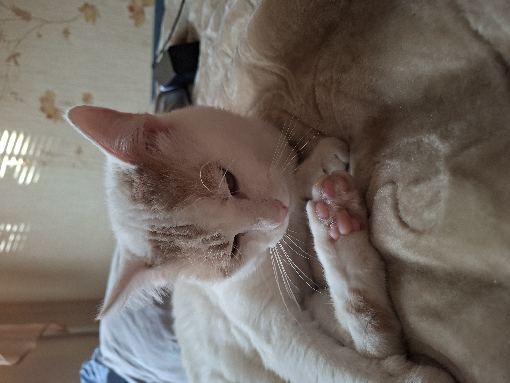 This is a close-up, high-angle shot of a ginger and white cat relaxing on a soft, beige, textured blanket. The cat is lying on its side, curled up, with its head resting on its paws. Its eyes are partially closed, suggesting it is sleepy or content. The cat has prominent white whiskers and pink toe beans on its paws. The background is a light-colored wall with a subtle floral pattern, and to the left, there are vertical shadows cast by blinds or a window. The overall impression is one of domestic tranquility and comfort. The lighting suggests it might be daytime, possibly afternoon, given the angle of the shadows. The setting appears to be indoors, likely a home environment. There is no visible text in the image.