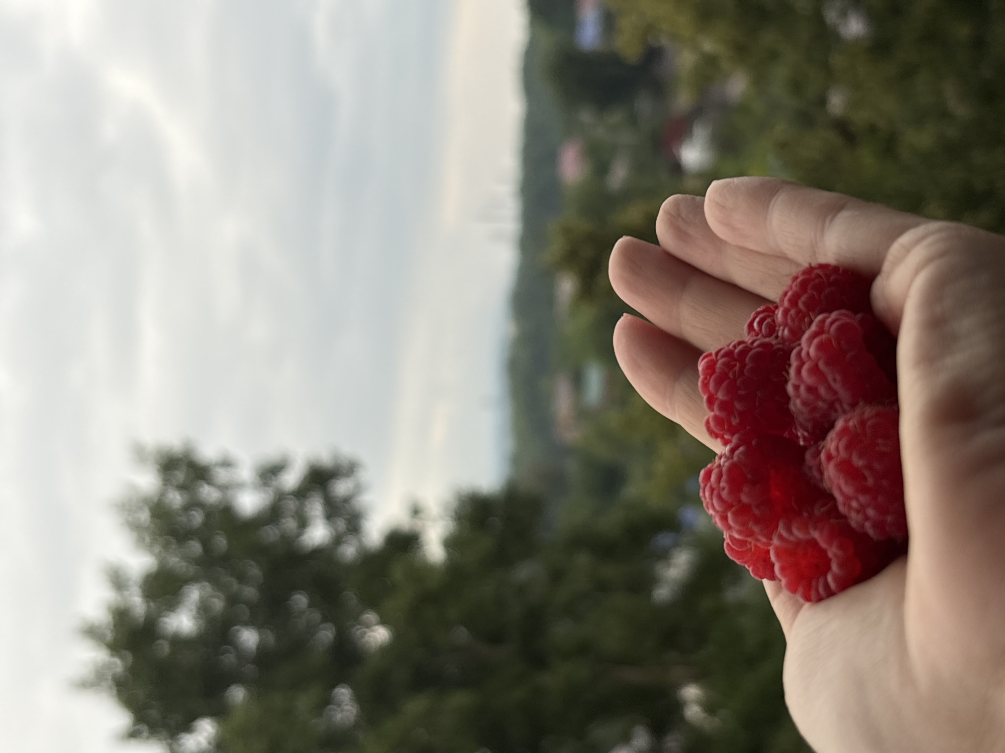 This is a vertical, medium shot of a person's hand holding a cluster of bright red raspberries. The hand is open, palm up, with the raspberries nestled in its curve. The skin of the hand is fair and shows some subtle texture. The raspberries themselves are plump and appear fresh, with their characteristic bumpy surface.
The background is out of focus, creating a shallow depth of field that emphasizes the berries and hand. To the left, a soft, hazy sky dominates the frame, suggesting an overcast or hazy day. The lower left portion of the image features blurred green foliage, likely trees, adding a natural element to the scene. To the right and further in the background, more blurred green foliage is visible, interspersed with hints of what might be buildings or structures, suggesting a rural or semi-rural setting. The overall lighting appears soft and diffused, consistent with daytime.
The image evokes a feeling of simple pleasure and the bounty of nature. The focus on the fresh fruit suggests an activity related to harvesting or enjoying fresh produce. Given the location context of Chaikovsky, Russia, this could be a scene from a summer or early autumn day when raspberries are in season. There is no visible text in the image.