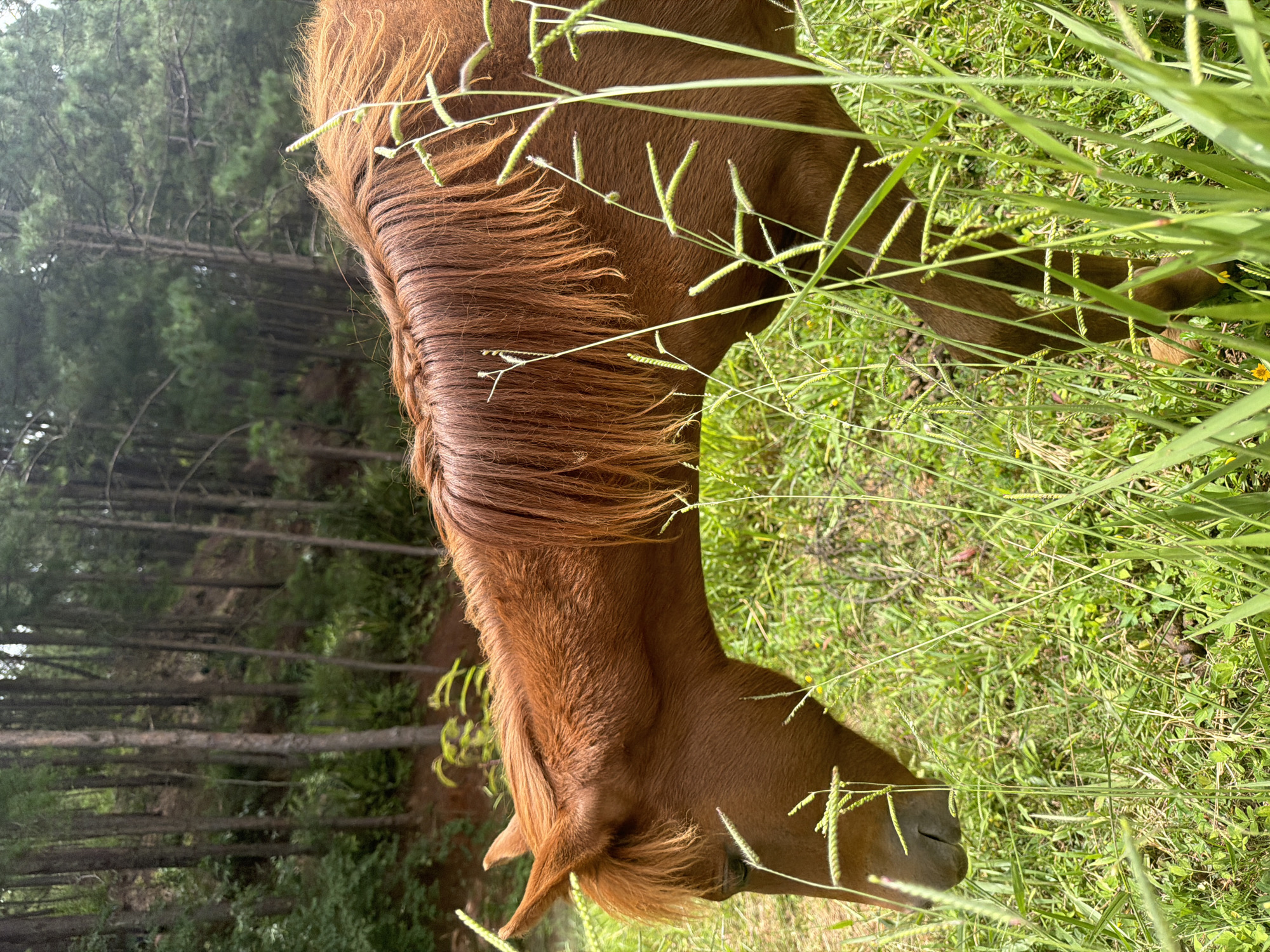 A brown horse with a flowing mane grazes in a lush green field. The field is bordered by a dense forest of tall pine trees. The horse's head is lowered to the ground, obscured by tall grasses. The sunlight filters through the trees, creating dappled shadows on the forest floor. The scene appears to be in a rural or natural setting, possibly on the outskirts of Da Lat, Vietnam, known for its pine forests and cooler climate.