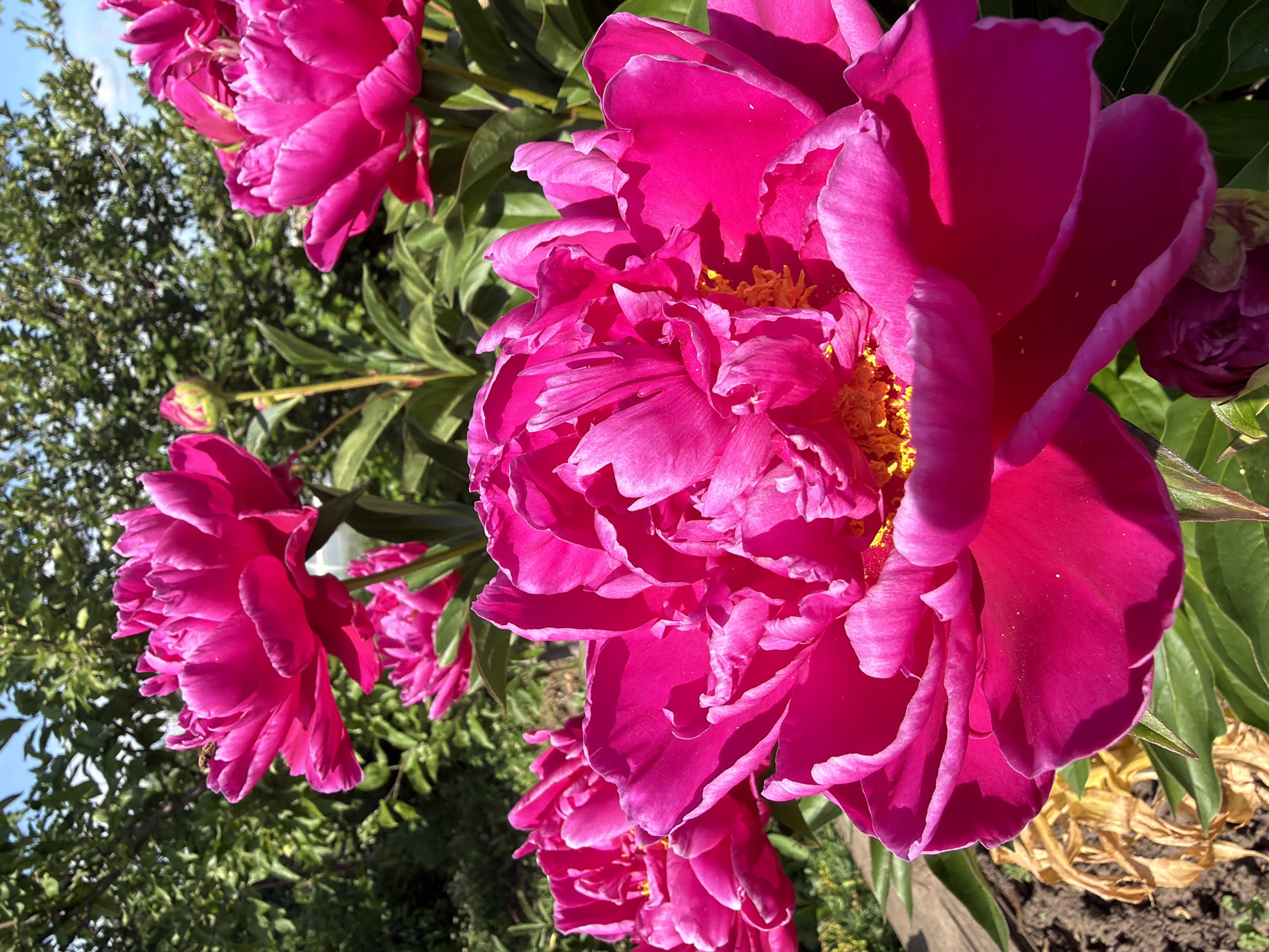 The image displays a cluster of vibrant pink peonies in bloom, with a focus on the large, ruffled petals of the foreground flower. The peonies are situated in a garden setting, evidenced by the presence of green foliage, soil, and a glimpse of dry, yellowed leaves near the base of the plant. In the background, lush green trees and a clear blue sky suggest a sunny day. A small bee is visible on one of the upper petals of a peony, indicating pollination activity. There is also a peony bud visible at the bottom of the frame, suggesting ongoing flowering. The overall scene is naturalistic and depicts a well-maintained garden. The image does not provide any specific visual cues to determine its exact location within Aryshkhazda, Russia.