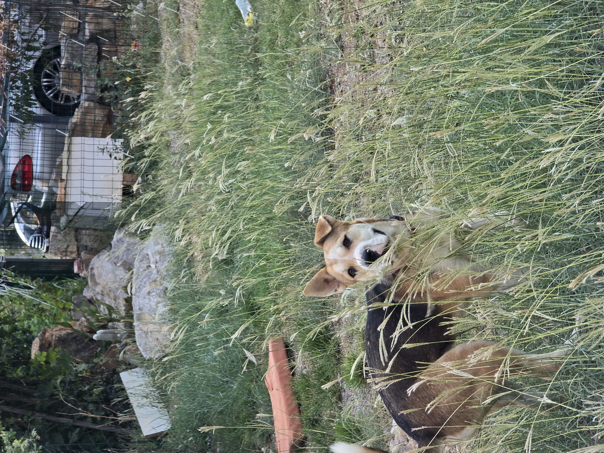 In Podgorica, Montenegro, a medium-sized dog with tan and black fur stands in tall, dry grass near a stone wall. The dog is looking towards the camera with its head tilted. Behind the dog, a silver car with its taillight visible is parked, partially obscured by foliage and a wire fence. Rocks and debris are scattered around the yard. An orange cushion lies on the ground to the left of the dog. The overall scene depicts an outdoor area with natural elements and signs of human activity.