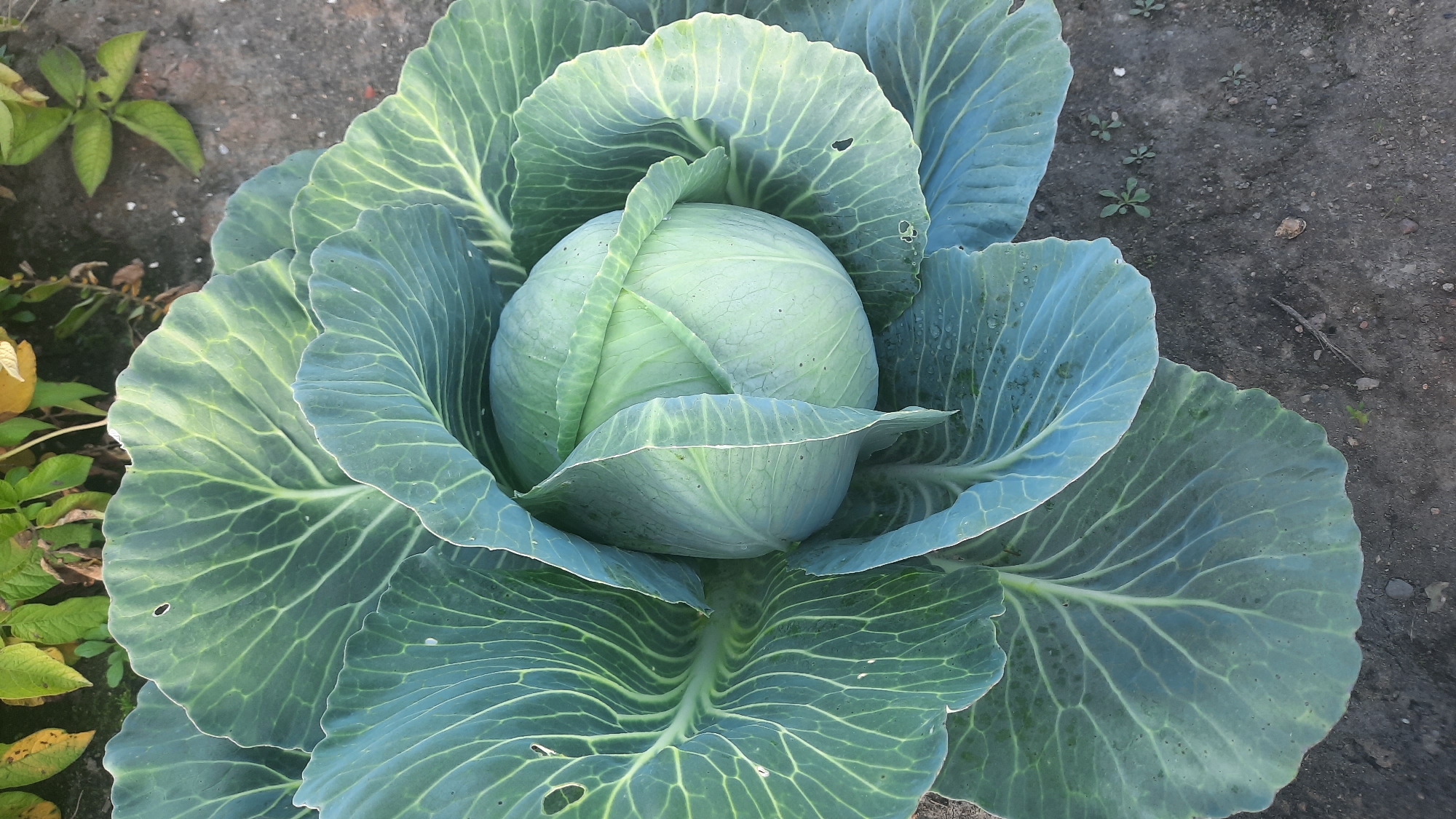 A close-up overhead shot of a large, tightly packed head of green cabbage sits in soil, surrounded by its broad outer leaves. The cabbage is a pale green, with a rounded, dense core. The outer leaves are a deeper, more vibrant green, with prominent, light-colored veins running throughout. Some of these leaves are slightly curled and ruffled. The soil is dark brown and appears somewhat dry, with a few small pebbles and dried plant debris scattered on its surface. In the background, out of focus, are some green and yellowed leaves from other plants. The image appears to be taken outdoors in a garden or field.