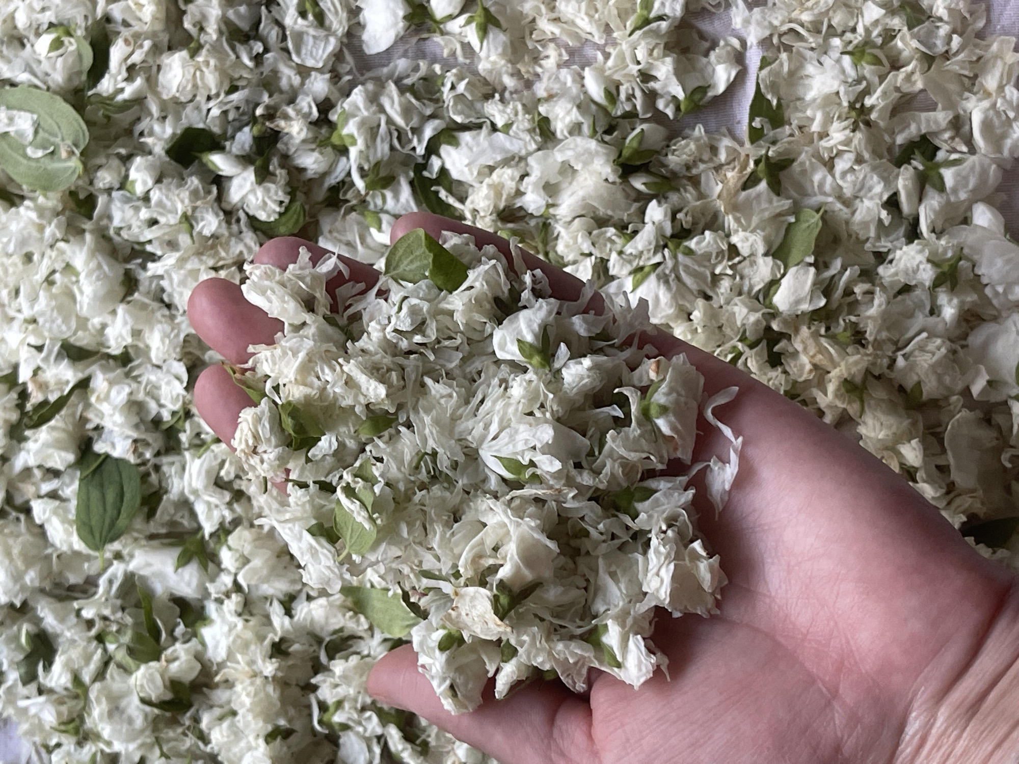 A close-up shot focuses on a person's open hand holding a pile of dried white flowers, possibly jasmine, mixed with a few green leaves. The hand, with visible wrinkles and a pinkish hue, cradles the delicate blossoms, which are densely packed and slightly crumpled. The background is a textured surface covered with more of the dried flowers, creating a soft, white-and-green carpet. The lighting appears to be natural and diffused, suggesting an indoor setting or an overcast day. There is no visible text in the image. The scene evokes a sense of nature, harvesting, or preparation of botanical materials, perhaps for decoration, scent, or culinary use. The overall impression is one of gentle handling of fragile natural elements.