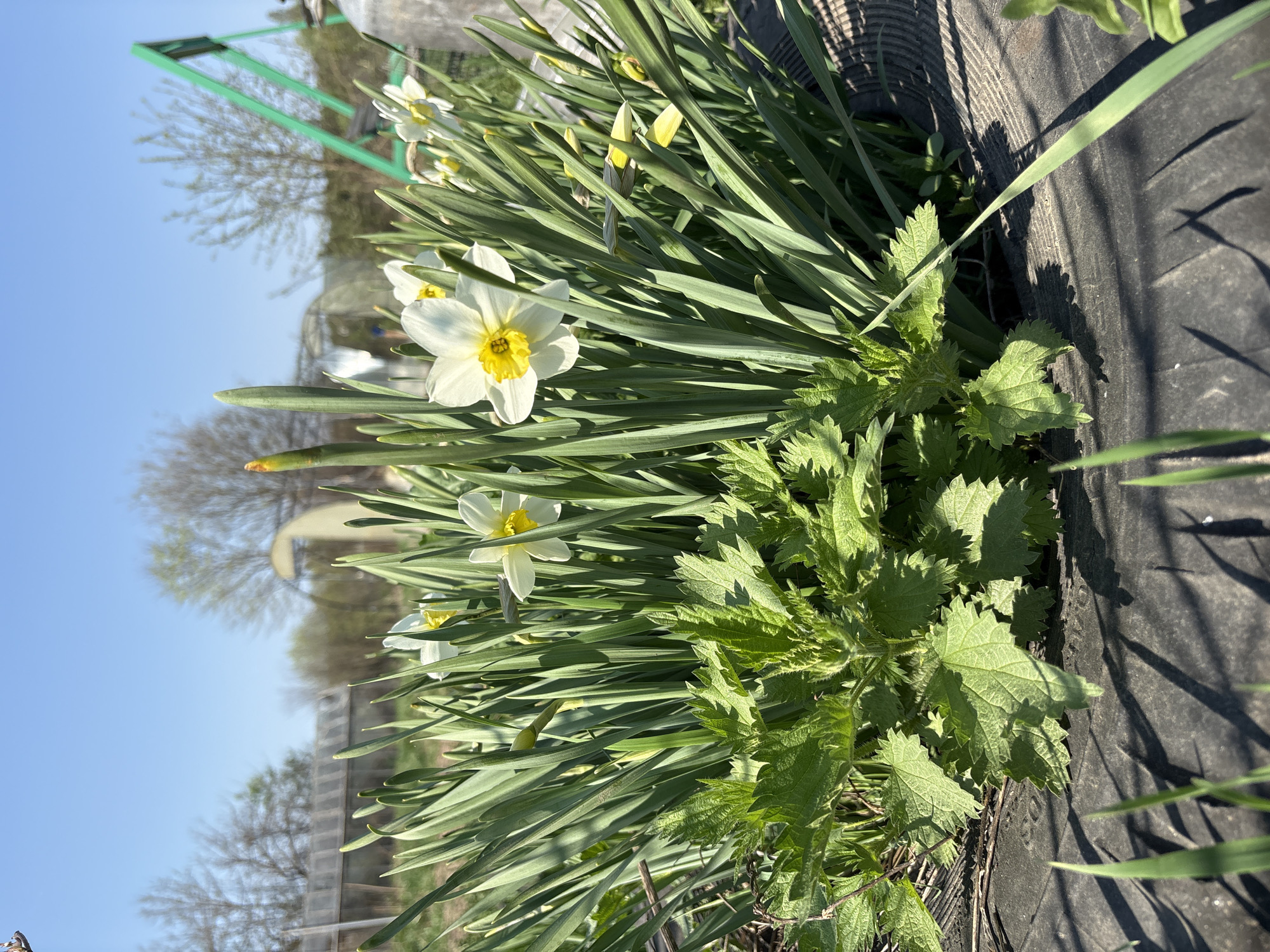 The image shows a patch of white daffodils with yellow centers growing next to a black tire. Spiky green weeds are also present in the patch. The background includes bare trees, a blue sky, and a green metal structure. The location is potentially Lukintsy, Russia, based on the prompt. There are no people visible in the image. The environment is a sunny outdoor space with vegetation.