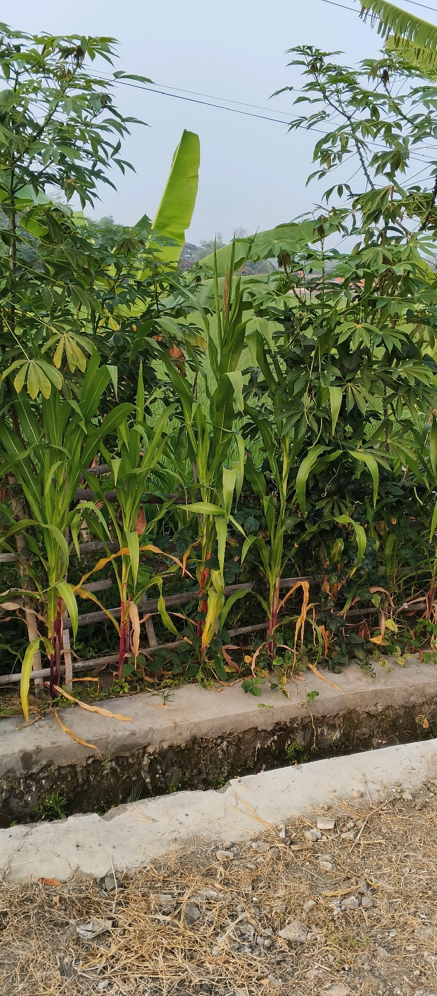 This is a photograph of a rural roadside scene in Japanan, Indonesia. In the foreground, a concrete drainage ditch runs parallel to a dry, dusty ground covered with straw and small stones. A low, concrete border separates the road from the vegetation. Behind this border, a row of young corn stalks with reddish-purple bases and green leaves are growing. They are supported by a rustic wooden fence. Behind the corn, there is a dense hedge of green plants, some with large, palmate leaves resembling cassava. In the background, a large banana leaf is visible, and beyond that, the sky is overcast and pale. The overall impression is of a rural agricultural landscape.