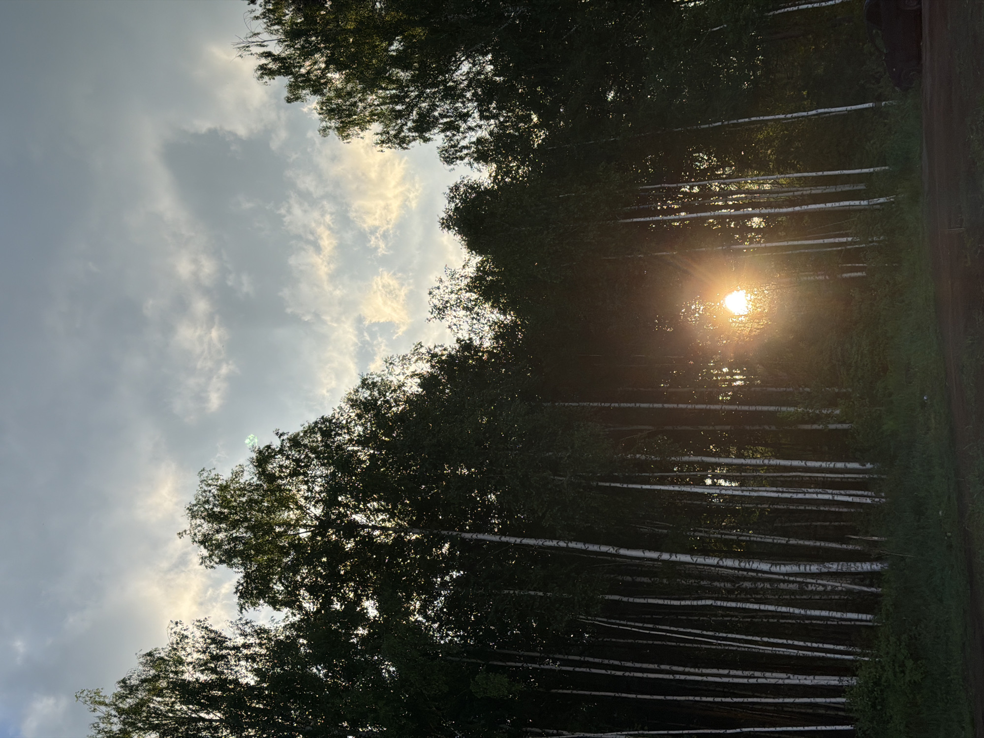 The image depicts a line of birch trees in Kanifol'nyi, Russia, with the sun shining brightly through their trunks. The sky is partly cloudy. The foreground and background include grass and additional trees.