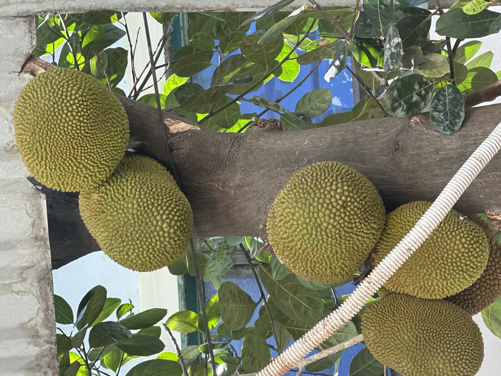 The image shows a close-up of several jackfruits hanging from a thick tree branch. The jackfruits are green with a bumpy texture. Some leaves are visible around the fruits and branch, some revealing blue paint behind. A white corrugated pipe is placed against one of the fruits. The location is Nha Trang Ward, Vietnam.