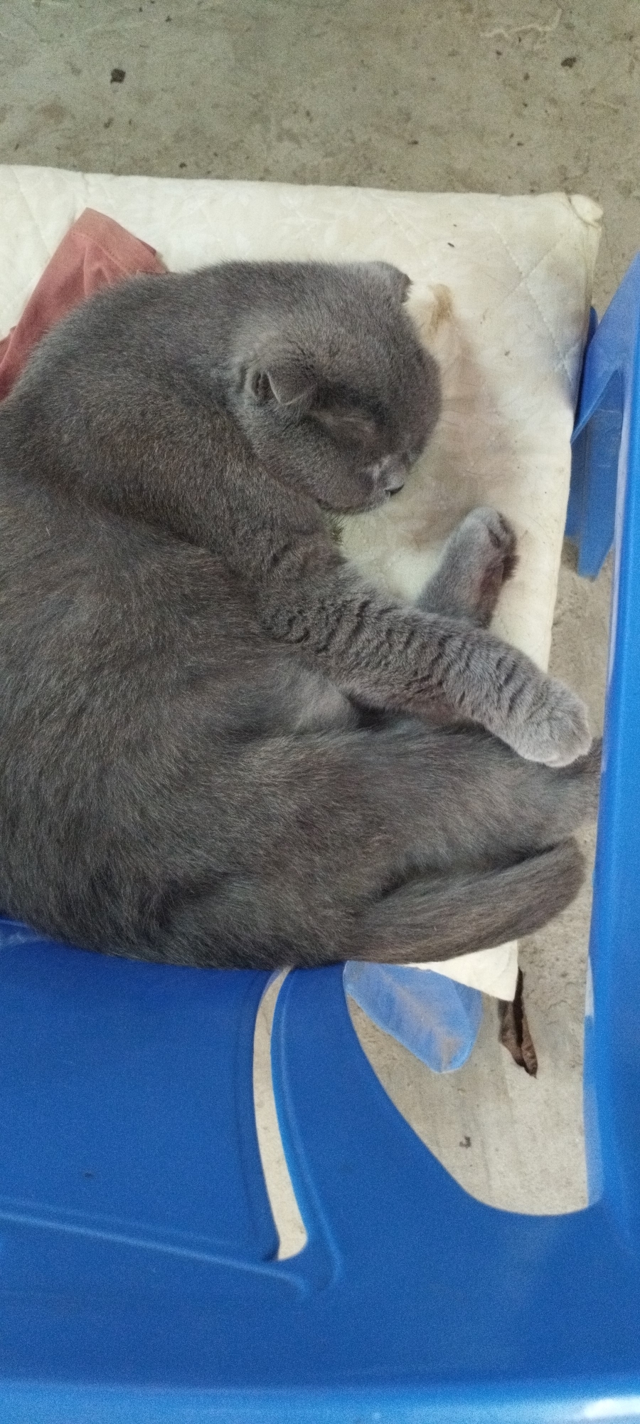 A gray cat is sleeping curled up on a white cushion which is on a blue plastic chair. The chair is placed on a concrete floor. The scene is indoors. The location is Yaroslavskaya, Russia.