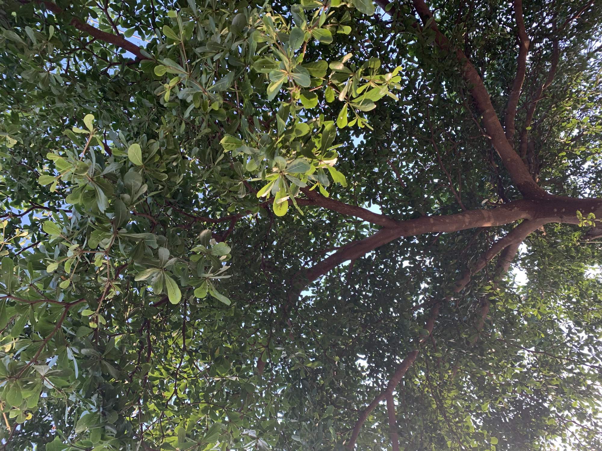 The image is a low-angle shot looking up into the dense canopy of a large tree. The tree has a thick, brown trunk that branches out into numerous smaller limbs, all covered in a profusion of green leaves. The leaves are small and oval-shaped, creating a lush and textured appearance. Sunlight filters through the leaves, creating dappled patterns of light and shadow. The sky is visible in patches between the leaves, appearing as a bright, clear blue. The overall impression is one of natural abundance and a serene outdoor setting, likely within the city of Rafin Par, Nigeria, given the context. There are no people or specific objects of interest visible, only the natural elements of the tree and sky.