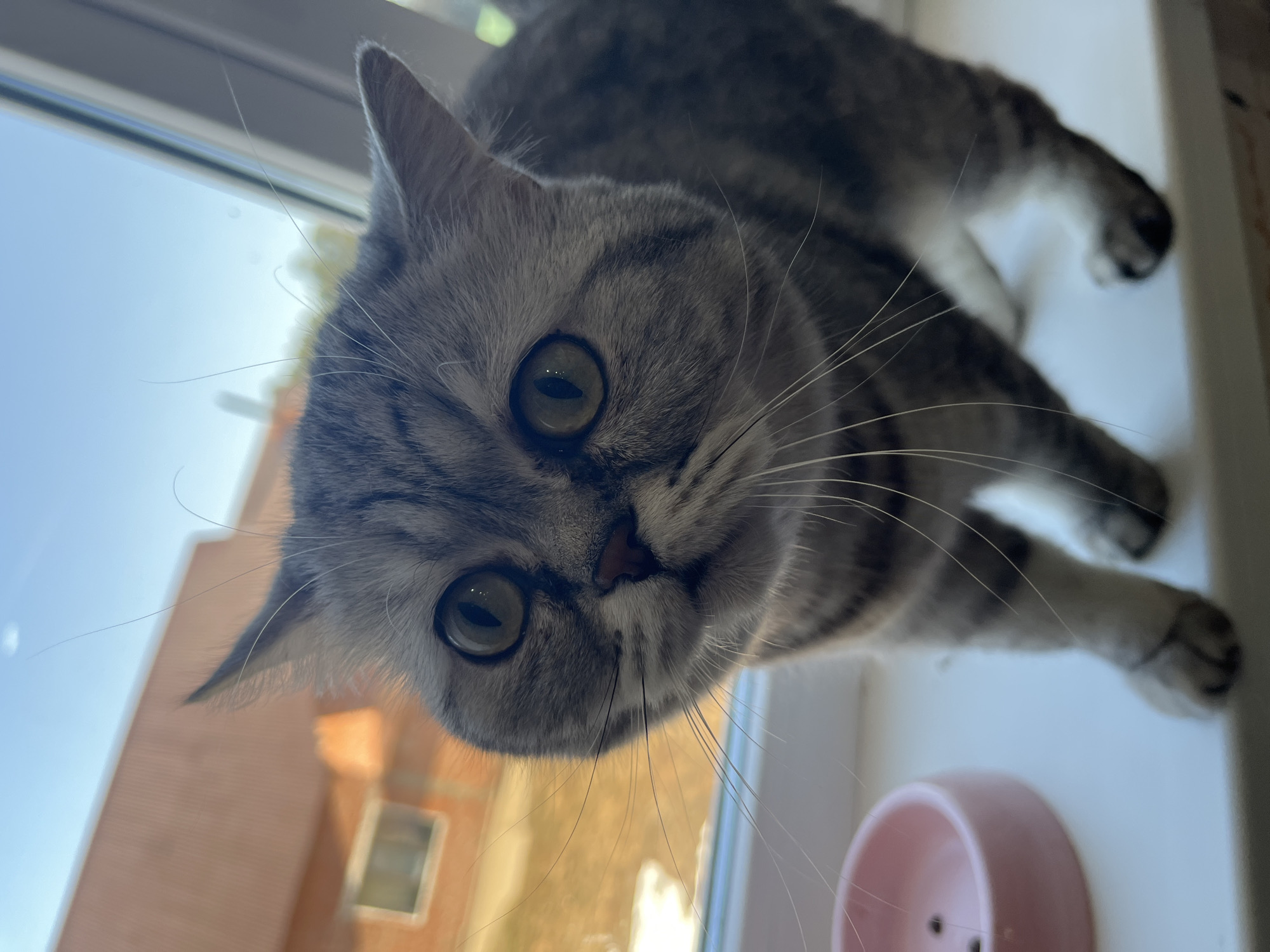 A grey tabby cat with prominent darker stripes and large, luminous green-yellow eyes dominates the frame, looking directly downwards at the viewer with an alert and curious expression. The cat's face, with its pinkish-brown nose and long, white whiskers, is the central focus. It appears to be perched on a white windowsill, with its front paws and part of its body visible on the right side of the image.
The background outside the window reveals a clear, bright blue sky, indicating daytime and good weather. To the left, part of a building with a reddish-brown facade and a small window is visible, suggesting an urban or suburban setting in Chaikovsky, Russia. A small, light pink bowl, possibly for food or water, is also seen on the windowsill in the lower right corner. The lighting is natural and bright, highlighting the cat's fur and eye color. The perspective is from below, looking up at the cat as it peers down. No visible text is present in the image.