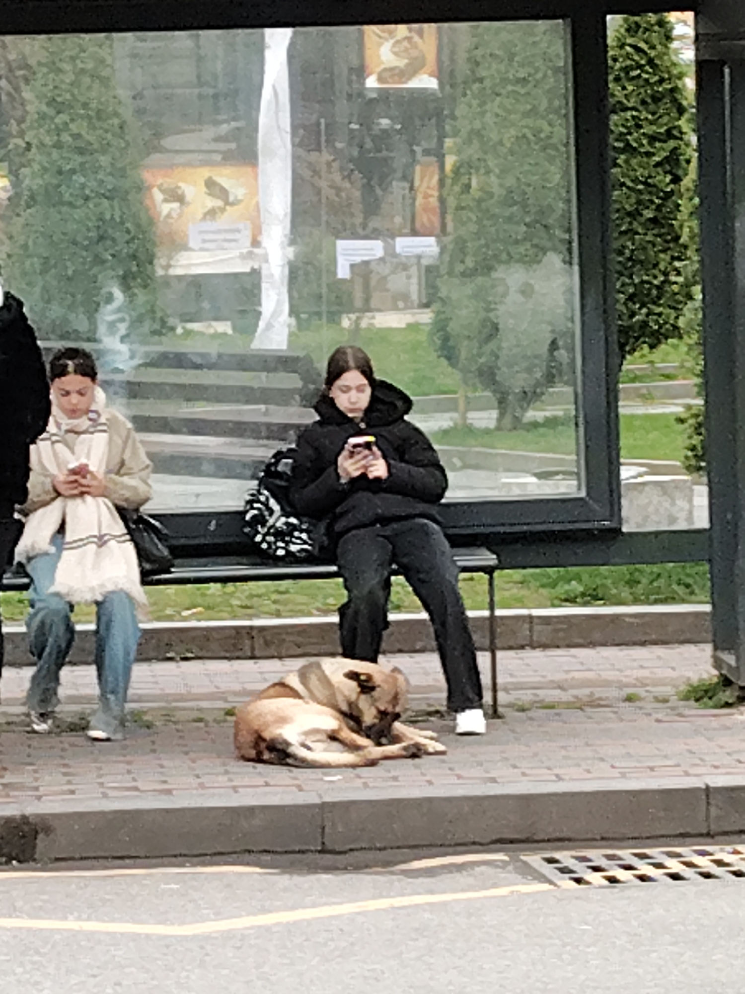 Two young women are sitting on a bench at a bus stop on a city street in Batumi, Georgia. Both are looking at their mobile phones. One woman wears a light-colored coat and a scarf, with jeans. The other is wearing a black puffer jacket and black pants. A brown dog is lying on the pavement near the bench. The bus stop is enclosed with glass panels, and there are trees and grass visible behind the stop. A yellow traffic line is visible on the street.