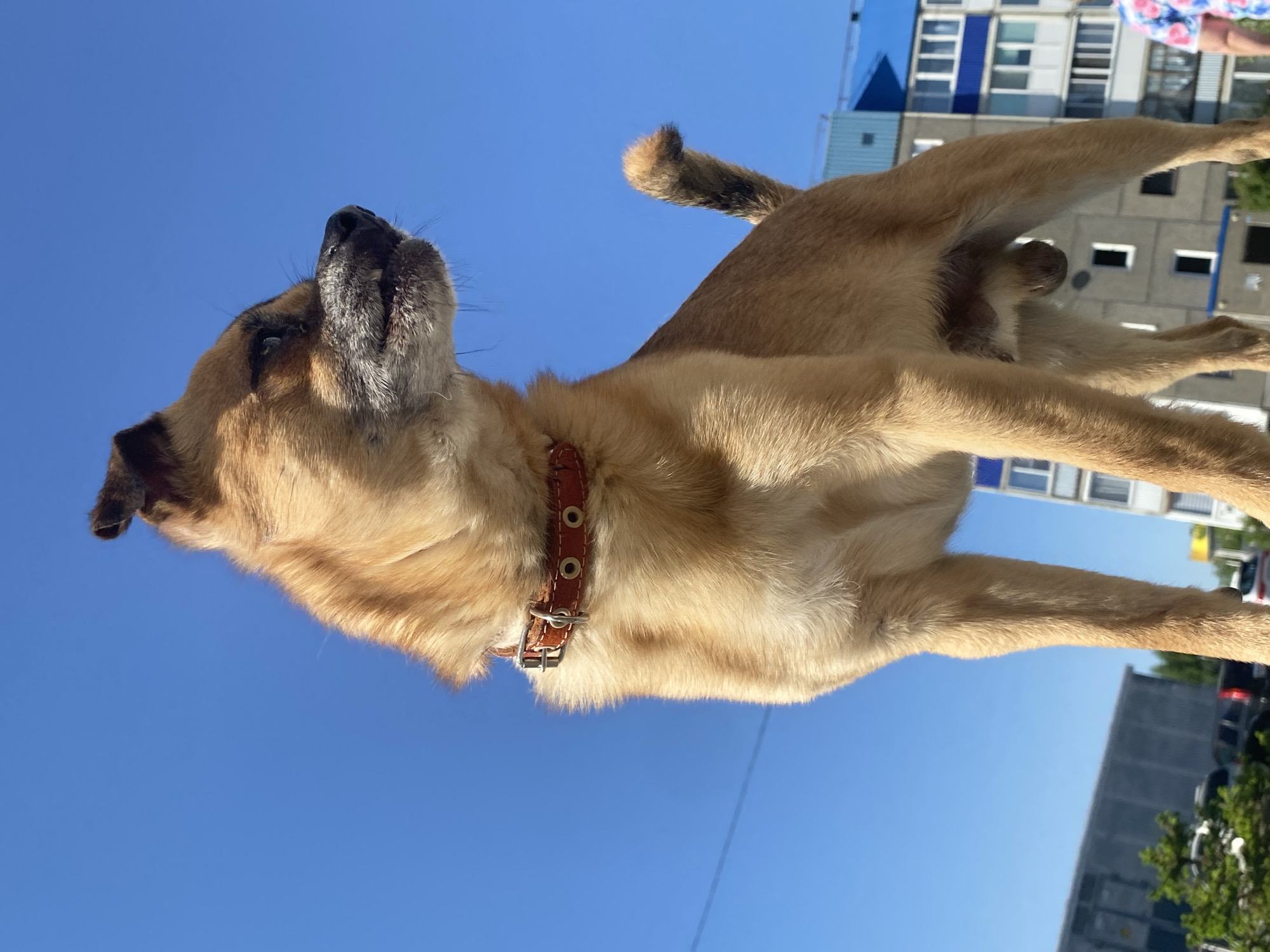 A dog is standing with its head towards the sky. The dog is wearing a brown collar. In the background are buildings. The photo was taken in the city of Markovskiy, Russia.