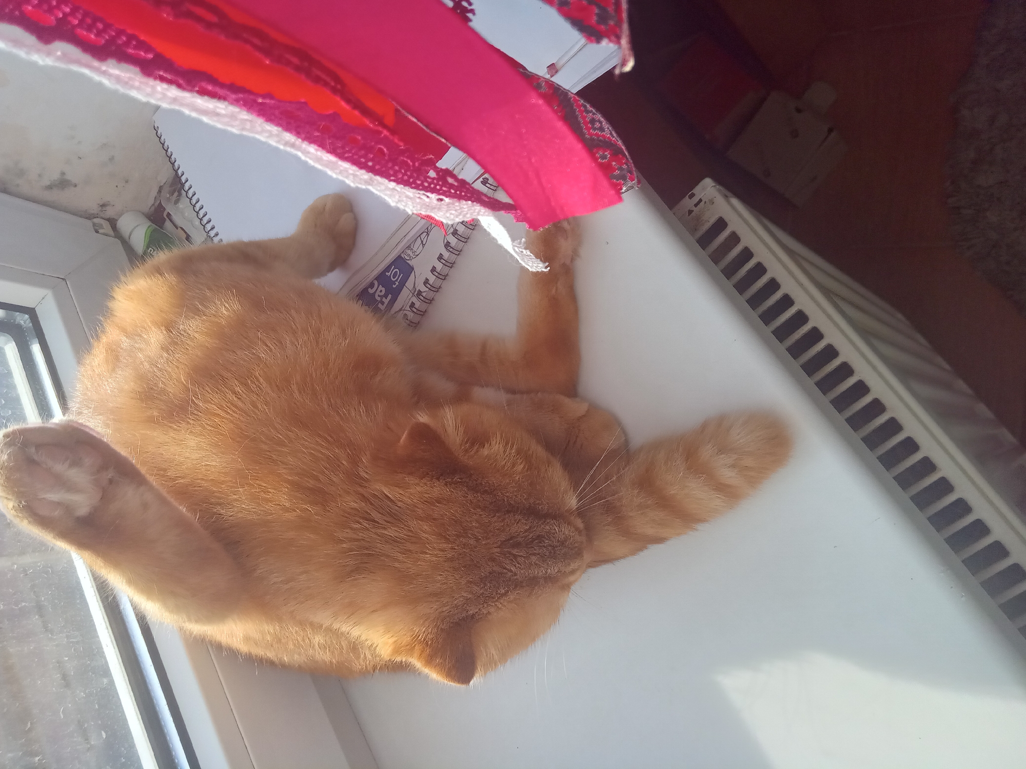 An orange tabby cat is lying on its side on a white windowsill. The cat is facing the left side of the frame, with its head tucked in towards its body. Its front left paw is raised and bent, with its paw pads visible. Its tail is not visible in the frame. A window is visible in the background, with sunlight streaming through it, casting shadows on the windowsill. To the right of the cat is a colorful piece of fabric, possibly a scarf or a decorative trim, with pink and white lace details and a patterned border. A spiral-bound notebook lies open beneath the fabric and partially under the cat. In the lower right portion of the image, a white radiator with black grates is visible, and beyond that, a dark reddish-brown floor. The overall scene suggests an indoor setting, likely a room in a residential building. The cat appears to be relaxed and comfortable.