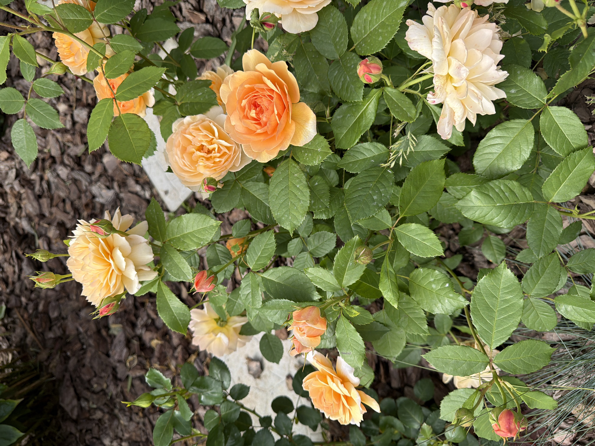 The image shows a close-up, overhead view of a bush with several light peach and orange roses, some in full bloom and others as buds. The roses are a mix of colors, ranging from pale yellow and cream to a deeper, vibrant orange. The leaves of the rose bush are a rich green, with some appearing slightly glossy and others showing subtle signs of spotting. The background is a mix of dark brown mulch and hints of lighter-colored, possibly stone or concrete elements. A few wisps of thin, green grass or foliage are visible at the bottom right. The lighting suggests it is daytime, likely with overcast or diffused sunlight, as there are no strong shadows. The overall impression is one of a garden setting in bloom, likely during the warmer months. The image is a still capture, with no activity or event taking place beyond the natural growth and display of the flowers. There is no visible text in the image.