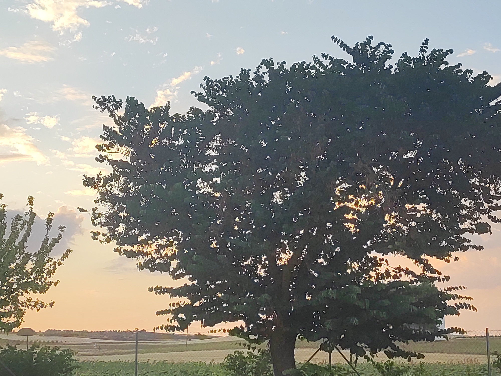 The image depicts a rural landscape under a sky with scattered clouds and soft, warm light, suggesting either sunrise or sunset. A large, leafy tree dominates the foreground, its dark silhouette contrasting with the lighter sky. The tree's branches are dense, allowing glimpses of the sky and sunlight through its foliage. To the left, another tree with sparser foliage is partially visible. In the background, a fence separates the foreground from a field that extends to a distant horizon. The terrain appears relatively flat with some low vegetation and structures. The scene is peaceful and natural, evoking a sense of quietude. The location in Villarejo de Fuentes, Spain, suggests a rural setting typical of the Spanish countryside.