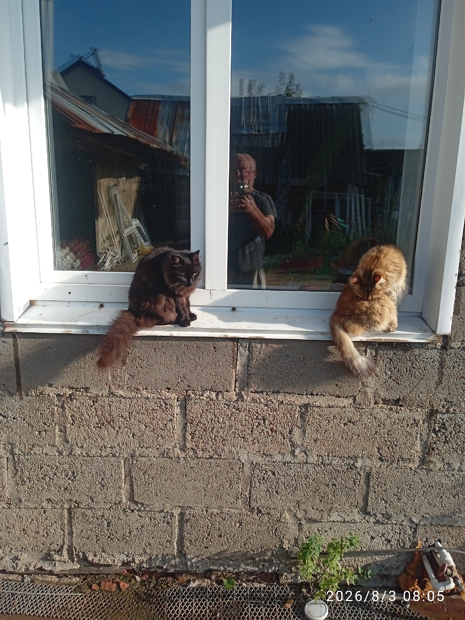 The image depicts an outdoor scene, likely a residential backyard, in Blagoveshchensk, Russia. In the foreground, a textured concrete block wall forms the base of the structure. Above the wall, a white windowsill runs horizontally, serving as a perch for two domestic cats. A long-haired black cat is seated on the left side of the windowsill, facing to the right with its tail curled around its body. To the right of the black cat, a fluffy ginger-colored cat is perched, looking downwards.
Behind the cats, a large window reflects the surroundings. The reflection shows parts of buildings with corrugated metal roofs, possibly sheds or outbuildings, and a clear blue sky with scattered clouds. A man is visible in the reflection, holding a phone up as if taking a picture, suggesting he is the photographer or a participant in the scene. The overall environment appears to be a functional, possibly rural or suburban, setting. The timestamp "2026/8/3 08:05" is overlaid in the bottom right corner of the image.