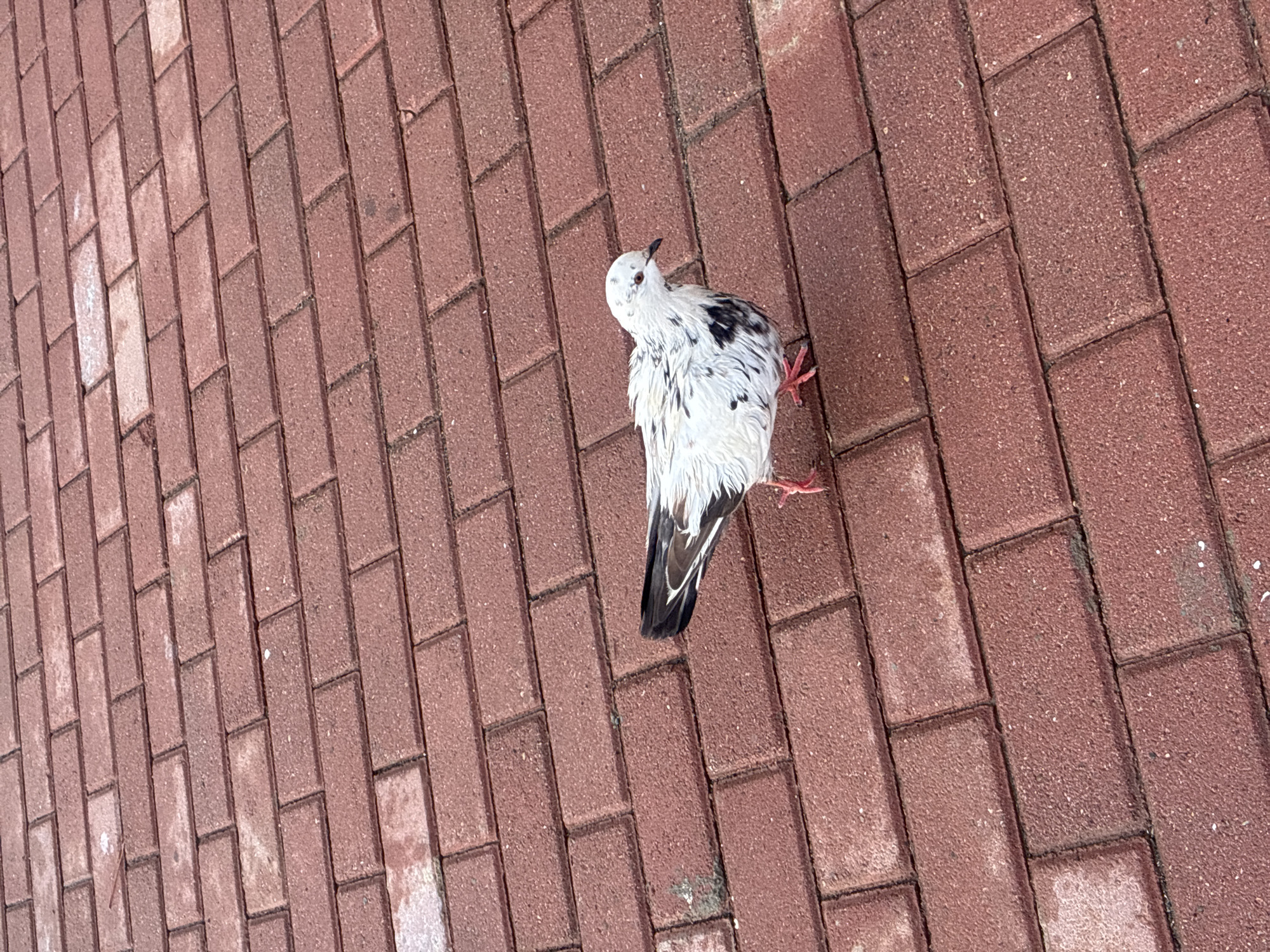 The image depicts a pigeon standing on a paved surface in an outdoor setting. The pigeon is predominantly white with scattered black markings. It has red feet and its head is turned upwards. The paving is made of rectangular reddish-brown bricks laid in a running bond pattern. The bricks are somewhat worn and there are slight variations in color. The image was taken outdoors, in daylight. Given the user prompt, the location is presumed to be in the city of Sochi, Russia, though that is not visually confirmed.