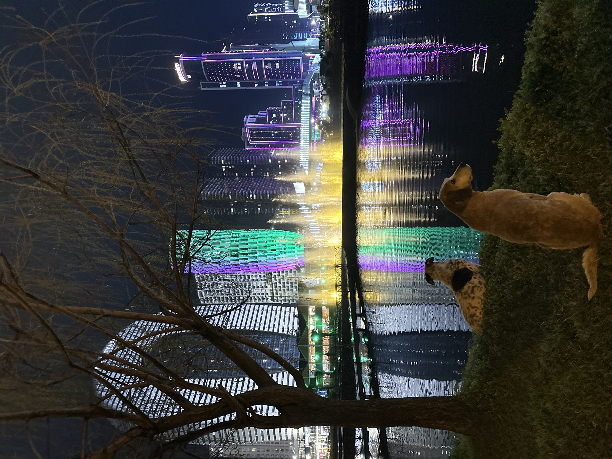 A nighttime scene shows the city of Batumi, Georgia reflected in a body of water, likely a lake or the sea. In the foreground, a bare tree stands to the left, while two dogs are positioned to the right on a patch of grass. The city buildings are illuminated with colored lights in shades of purple, green, and white. The reflections in the water create a distorted yet vivid impression of the cityscape.