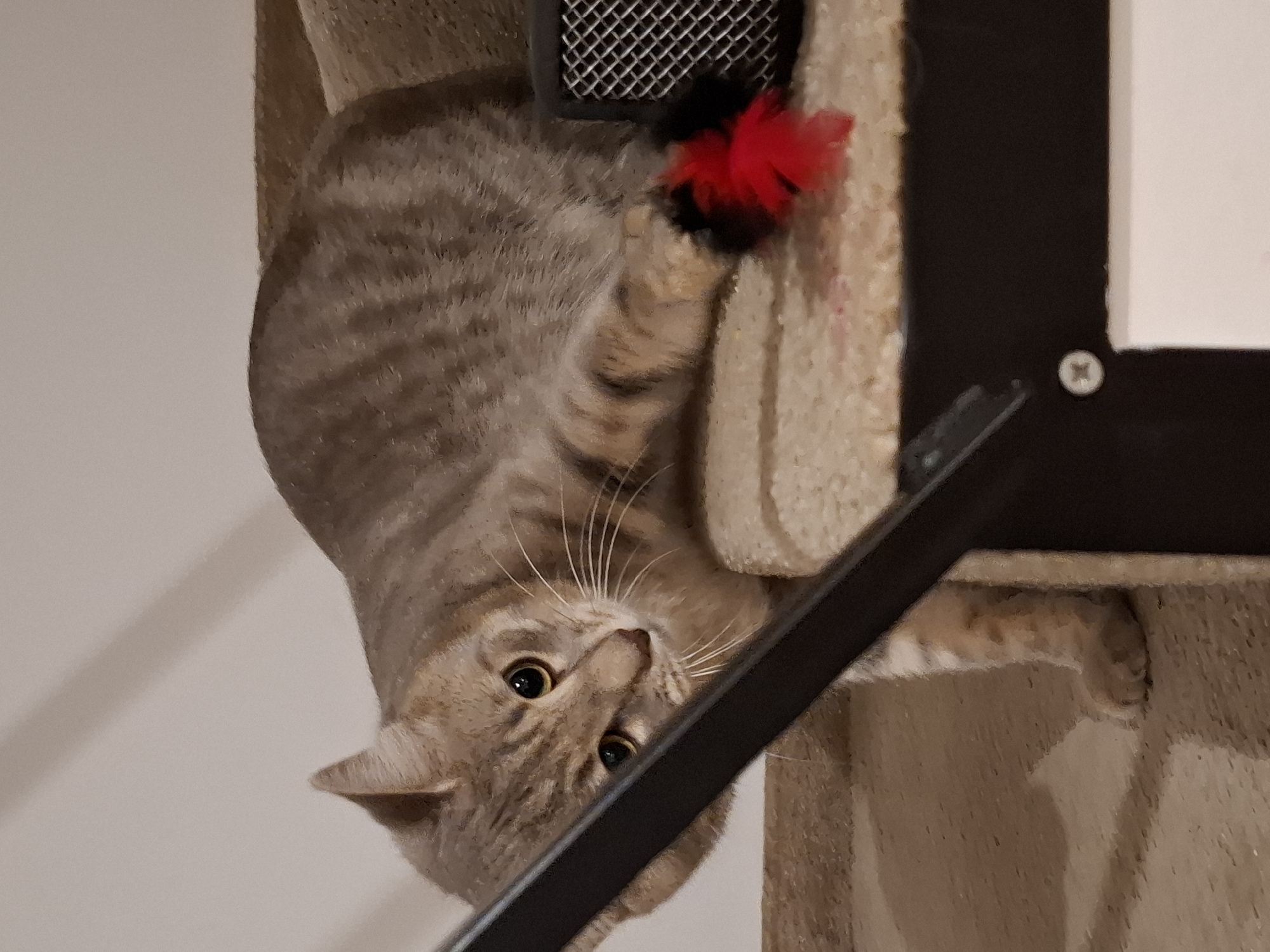 A light brown and grey tabby cat is pictured in an indoor setting, suspended upside down on what appears to be a cat tree or scratching post. The cat's head is at the bottom of the frame, looking directly into the camera with wide, alert yellow-green eyes and prominent white whiskers.
The cat's body extends upwards and to the right, showing its striped fur pattern. It is actively engaging with a toy that features vibrant red feathers attached to a black base, held by one of its paws near a section of metallic mesh. The surrounding environment includes beige, textured surfaces indicative of a cat tree, and a plain white wall to the left. A diagonal black metal bar or frame crosses the lower right of the image, and a single white screw is visible on a dark surface in the upper right.
The overall impression is one of a playful and curious cat, caught mid-action. The lighting suggests an indoor environment, likely lit artificially. There is no visible text in the image.