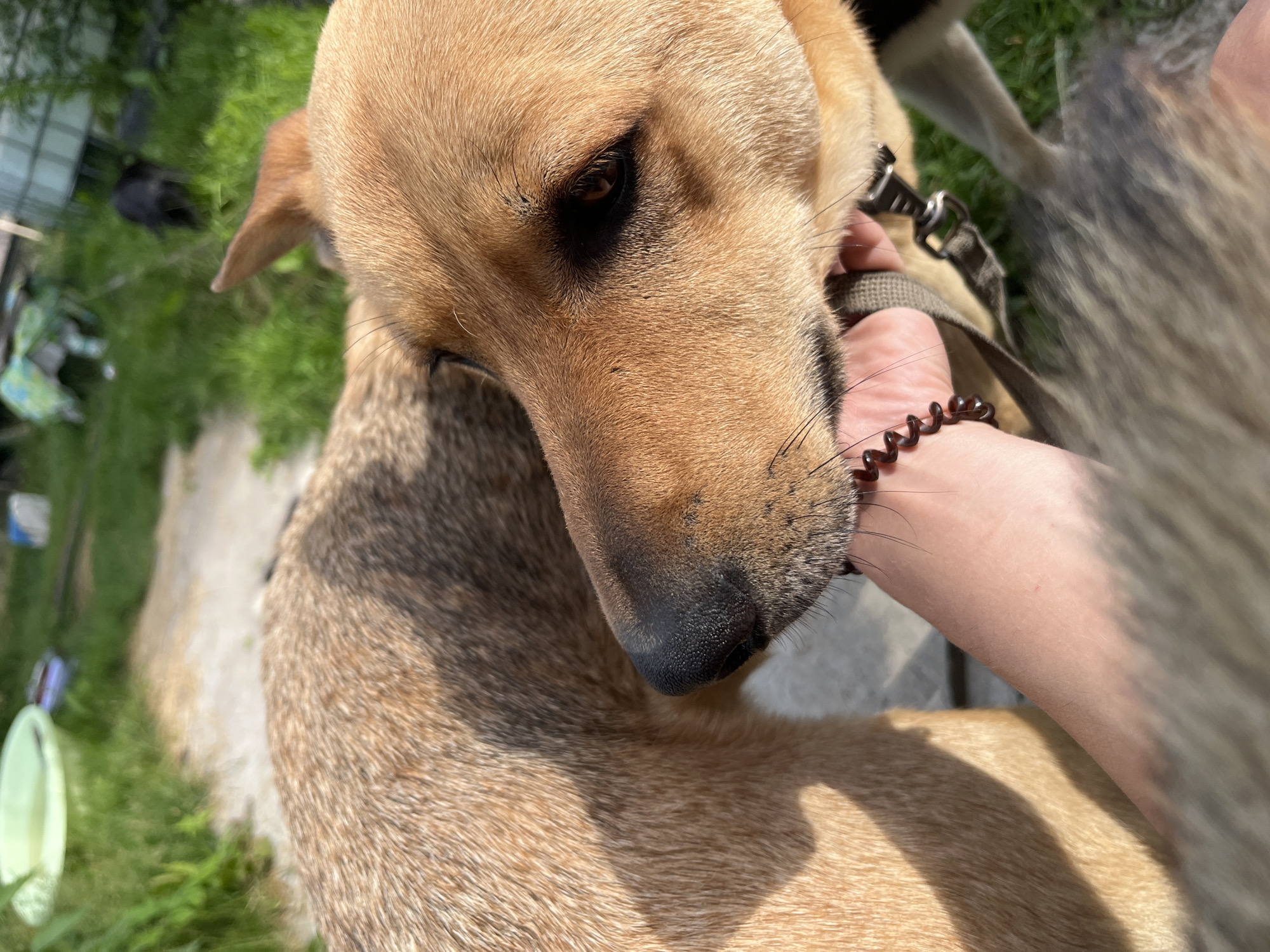 A close-up shot focuses on a tan dog's face as it nuzzles a human hand. The dog's fur is a mix of tan and darker brown, and its eye is a warm brown. The human hand, with a dark coiled bracelet on the wrist, is positioned near the dog's snout, suggesting an affectionate interaction. The background appears to be an outdoor setting with green grass and a dirt path. The lighting suggests it is daytime, likely sunny, casting shadows on the dog's fur. The scene is not specifically identifiable as being in Nizhny Tagil, Russia, as there are no discernible landmarks or context to indicate this location. The general environment suggests a backyard or park-like area.