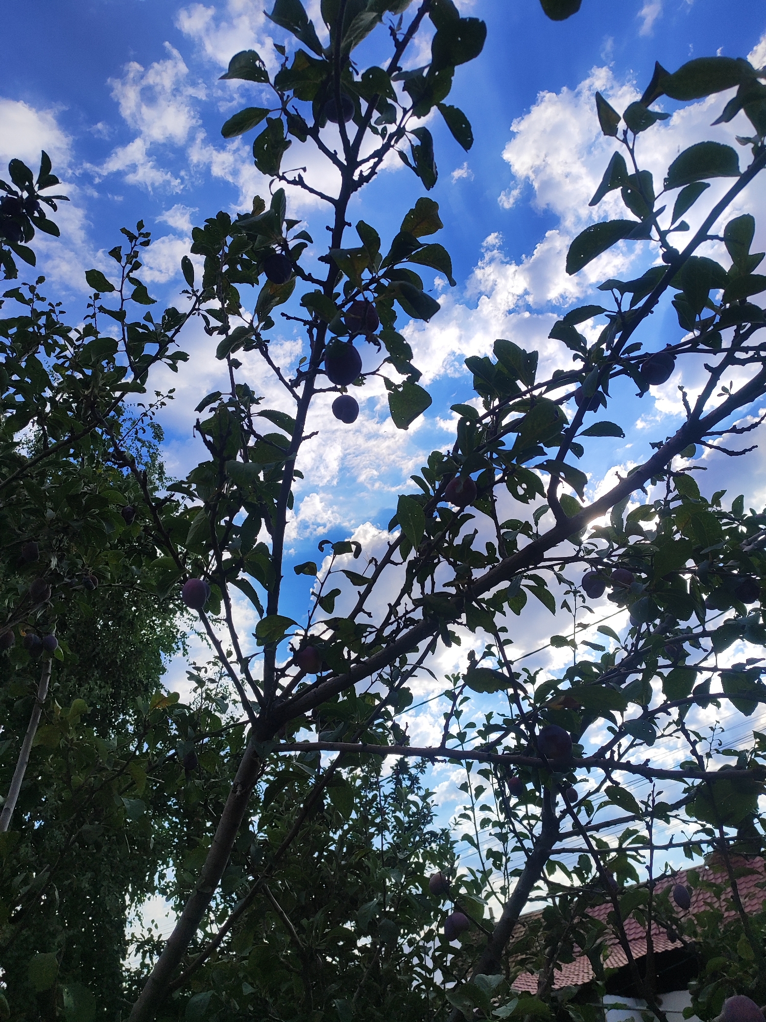 A close-up, upward-facing shot captures a plum tree against a bright blue sky filled with scattered white clouds. The sun's rays peek through the branches and leaves, creating lens flares and backlighting the foliage. Several ripe plums, dark purple in color, are visible hanging from the branches. In the background, the edge of a building with a red-tiled roof is partially obscured by the tree's branches and leaves. The scene appears to be a residential area in Bishkek City, Kyrgyzstan, likely a backyard or garden. There are no people visible in the image.