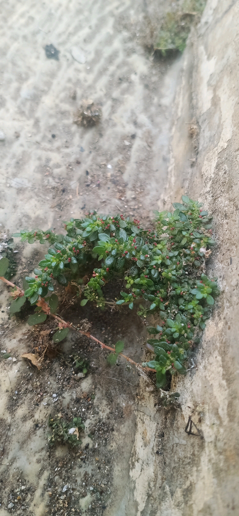In Bajong, Indonesia, a small patch of green plant with red berries sprouts from a crack in a concrete surface. The plant is dense and low-lying, with small, oval leaves. Its branches are thin and reddish-brown. The surrounding concrete is weathered and appears to be part of an outdoor structure, possibly a wall or a pavement. Small pebbles and dirt are scattered on the concrete, and a thin strand of what looks like cobweb is visible on the plant. The lighting suggests it is daytime, and the overall scene is one of nature reclaiming a man-made environment.