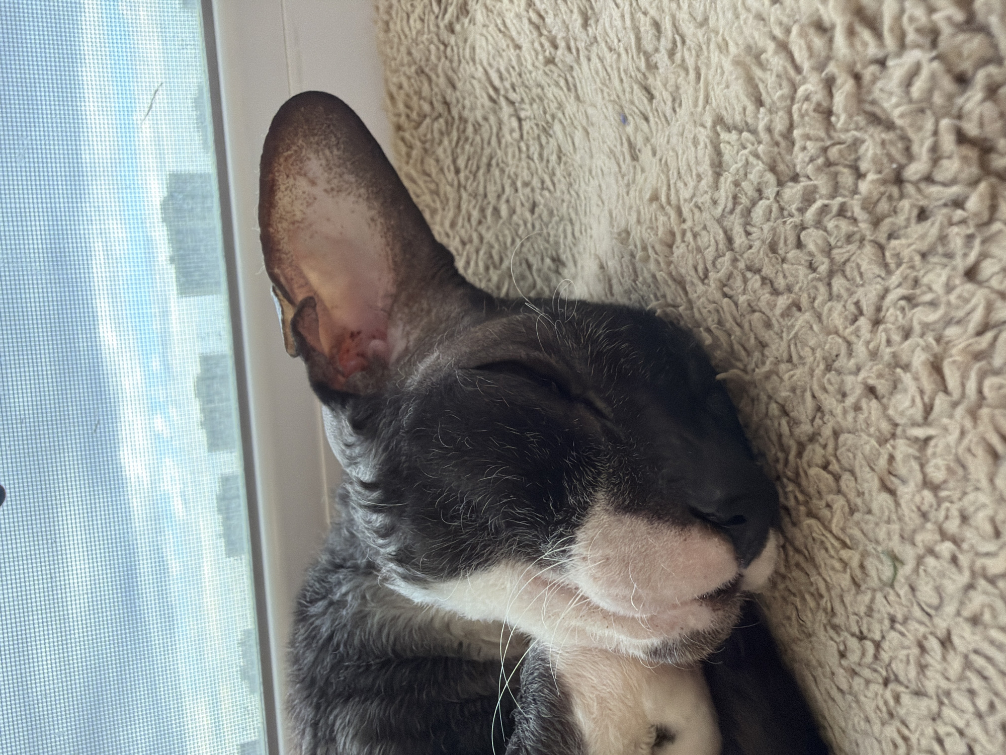 A close-up shot captures a sleeping cat, likely a Cornish Rex due to its large ears and slender build, resting on a beige, textured blanket. The cat's fur is a mix of dark grey and white, with a white patch on its face around the nose and mouth. Its eyes are closed, and its head is partially tucked into its body.
In the background, through a window with a fine mesh screen, a hazy view of a city skyline is visible. The sky is overcast with pale blue and grey clouds. The buildings in the distance appear to be residential blocks.
The overall impression is one of peaceful slumber in an urban setting. Without further information, it is not possible to definitively determine the exact location within Yekaterinburg, Russia. However, the presence of apartment buildings suggests a residential area.