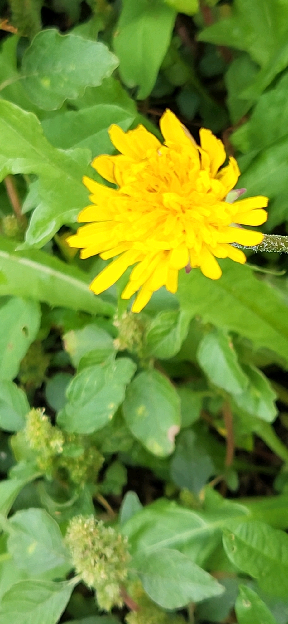 A close-up, vertical, eye-level shot features a single bright yellow dandelion in bloom. The dandelion's petals are fully extended, creating a full, circular bloom. The flower is positioned slightly off-center to the right, with its stem extending to the right edge of the frame. The background is filled with lush, green foliage, suggesting an outdoor environment. The leaves are varied in shape and size, with some appearing smooth and others slightly serrated. The lighting is soft, with no harsh shadows, indicating it may be a cloudy day or the image was taken in shade. The image is slightly blurred, giving it a painterly or impressionistic quality. The setting appears to be a garden or a natural outdoor space, possibly in a park or backyard.